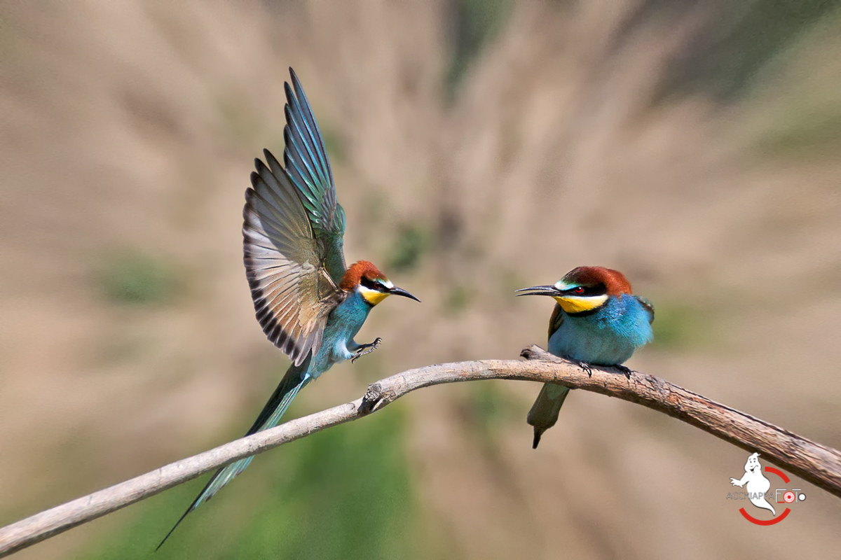 Bee-Eater 2016