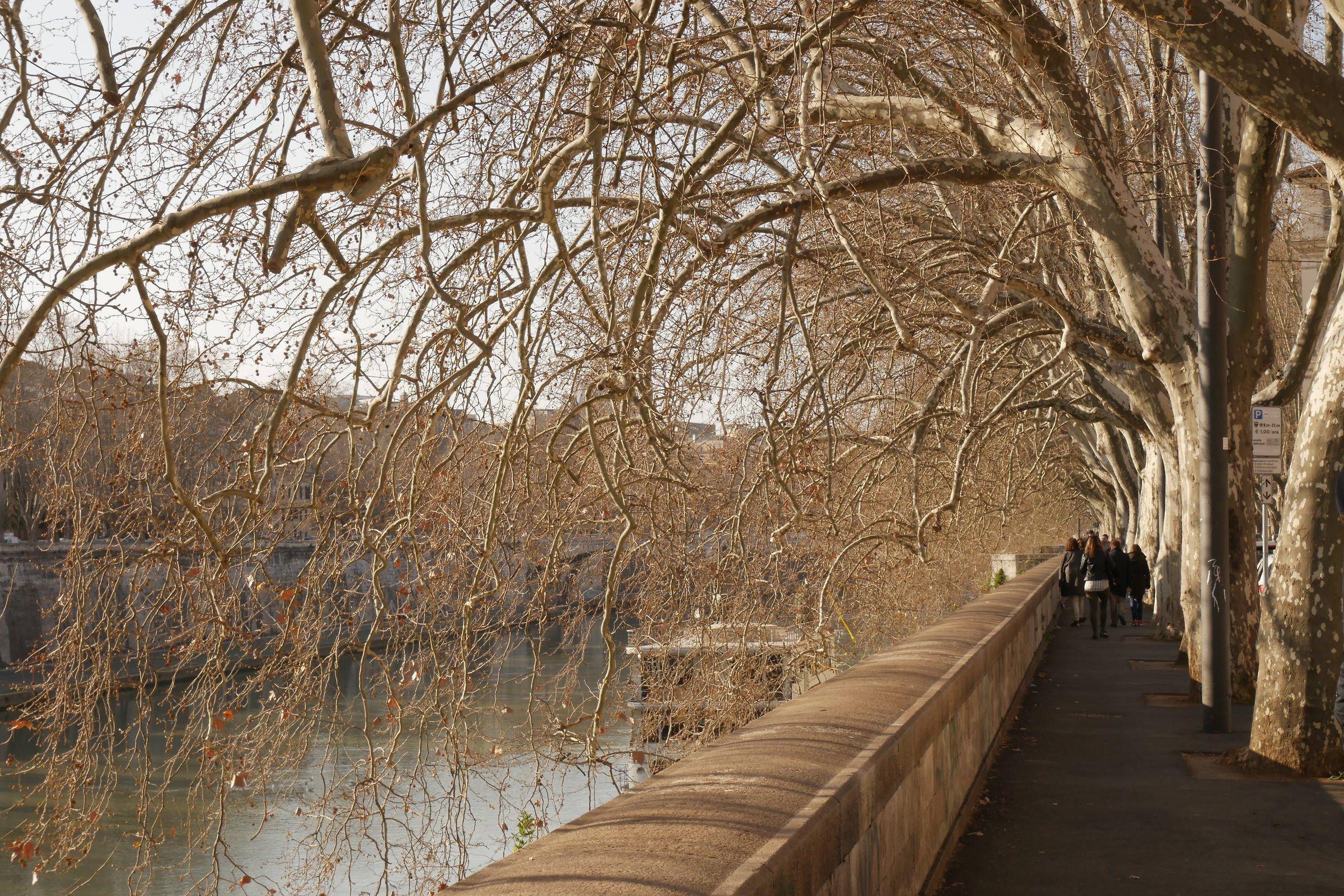 Plane trees on the Tiber
