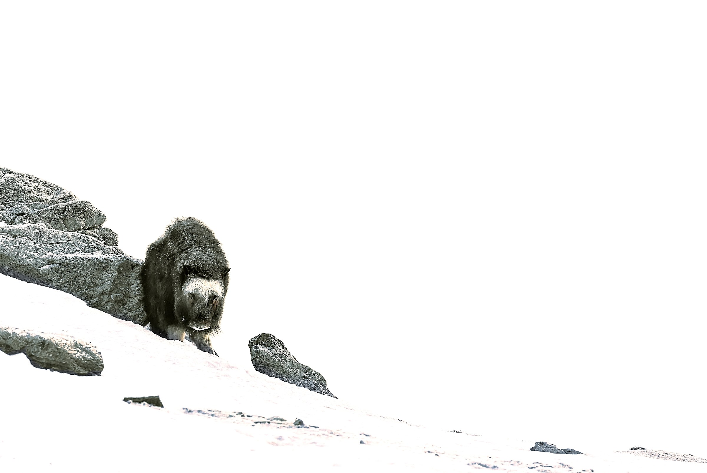 Dovrefjell 2017 - Musk ox, tra la nebbia e il gelo