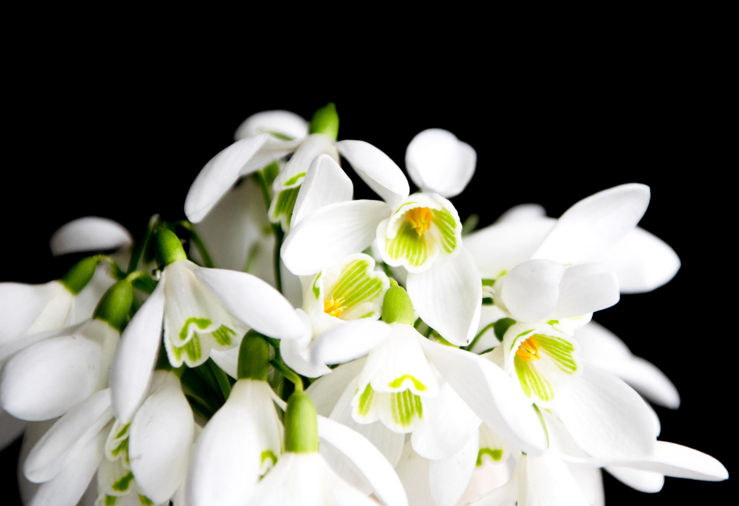Snowdrops