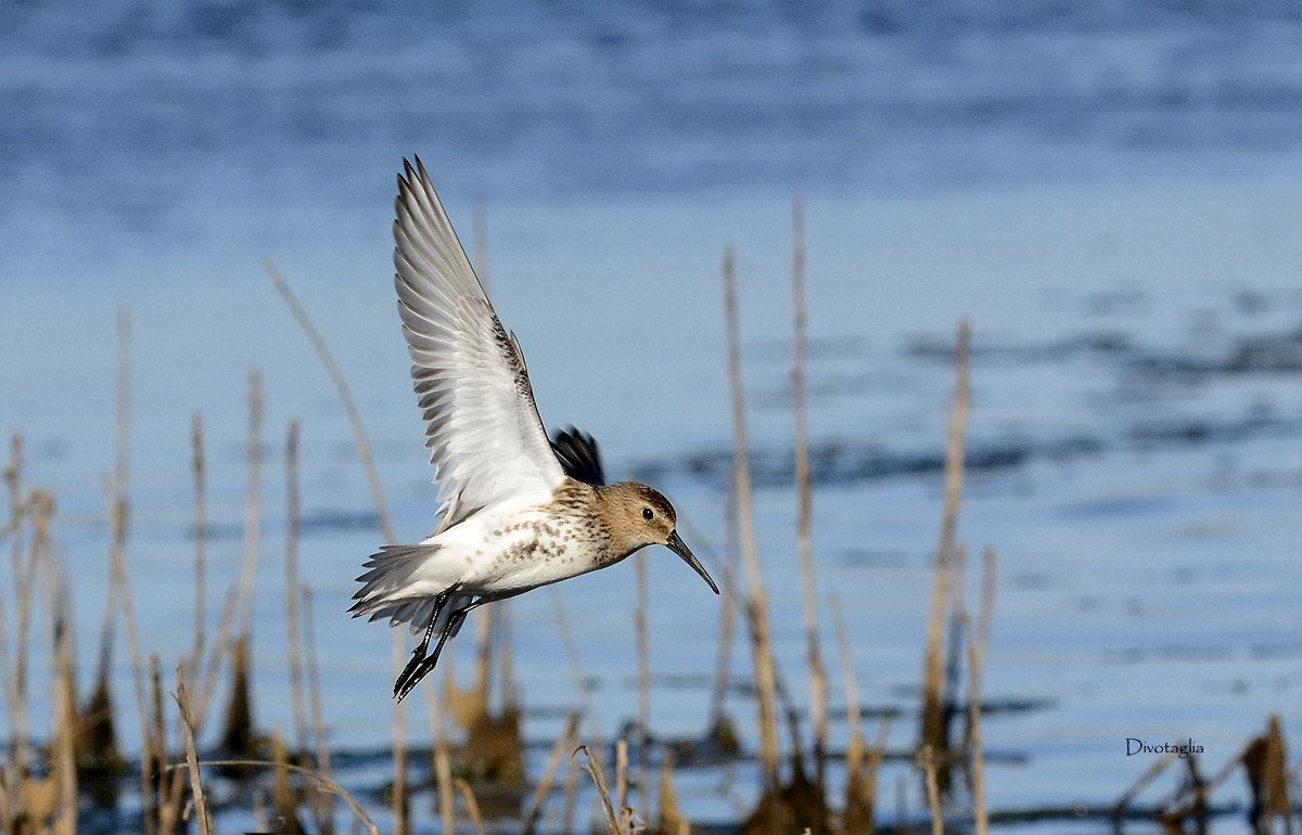The flight of the sandpiper