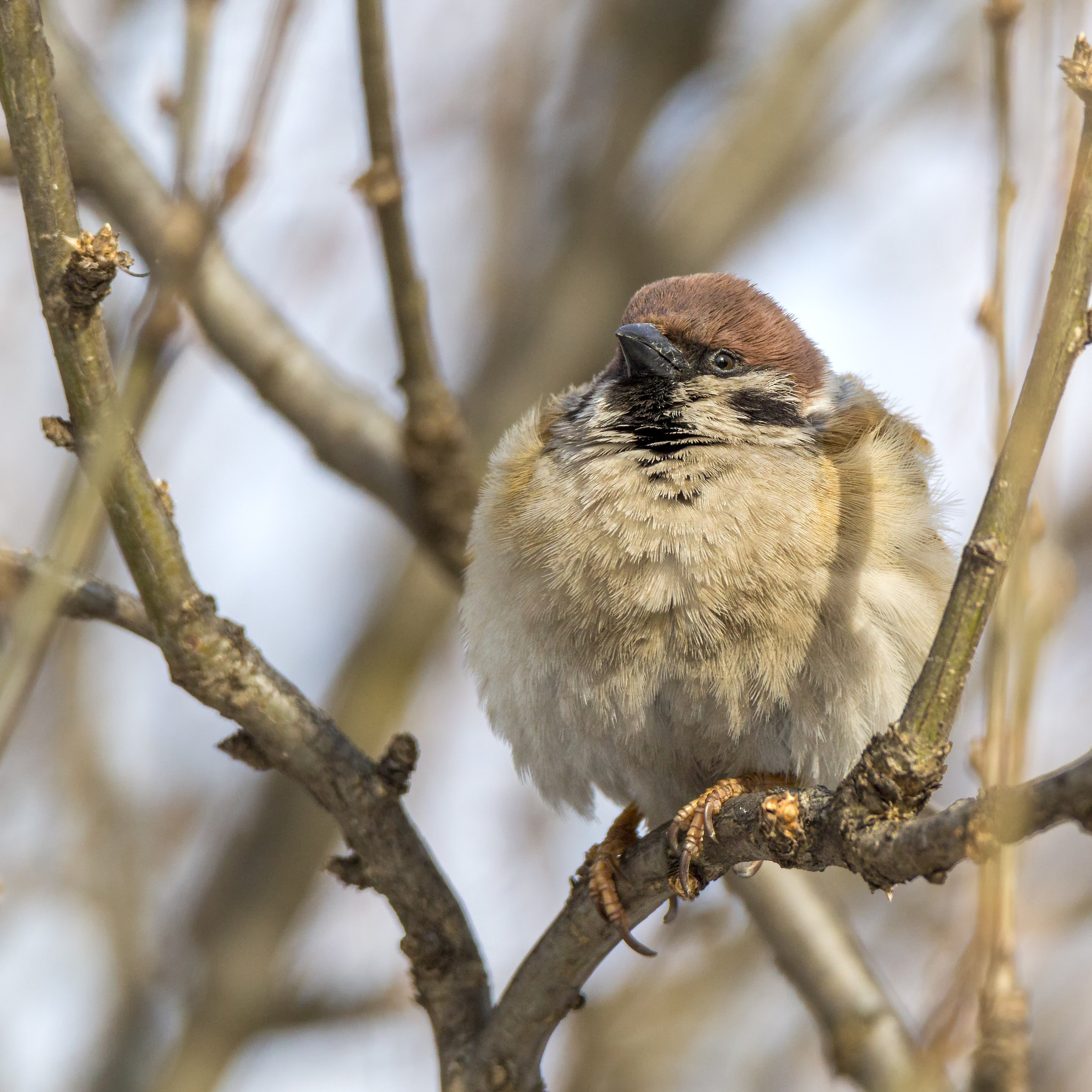 Tree sparrow