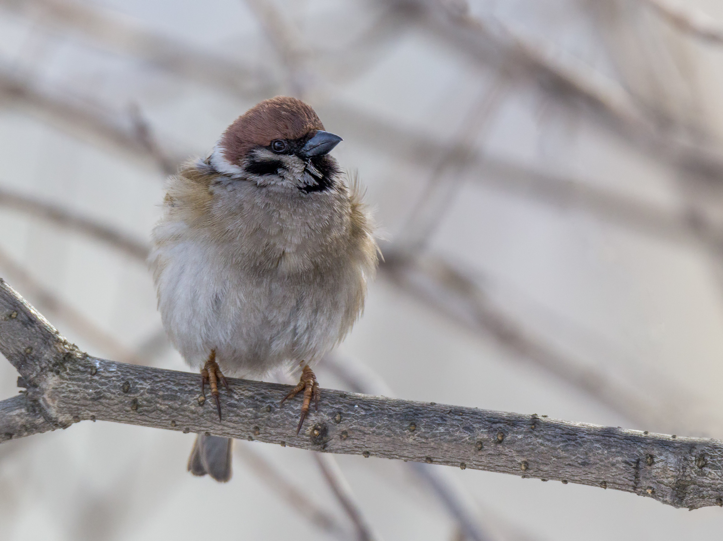 Tree sparrow