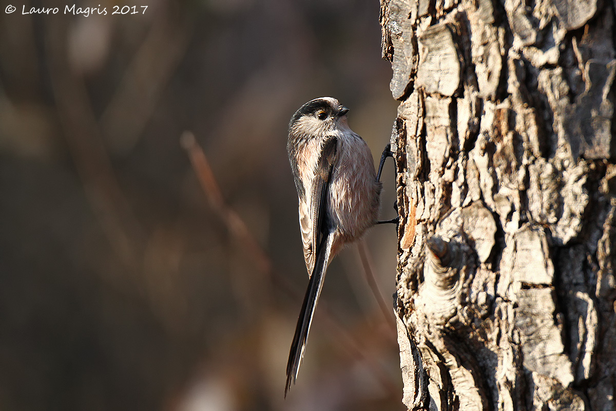 Codibugnolo alpinista