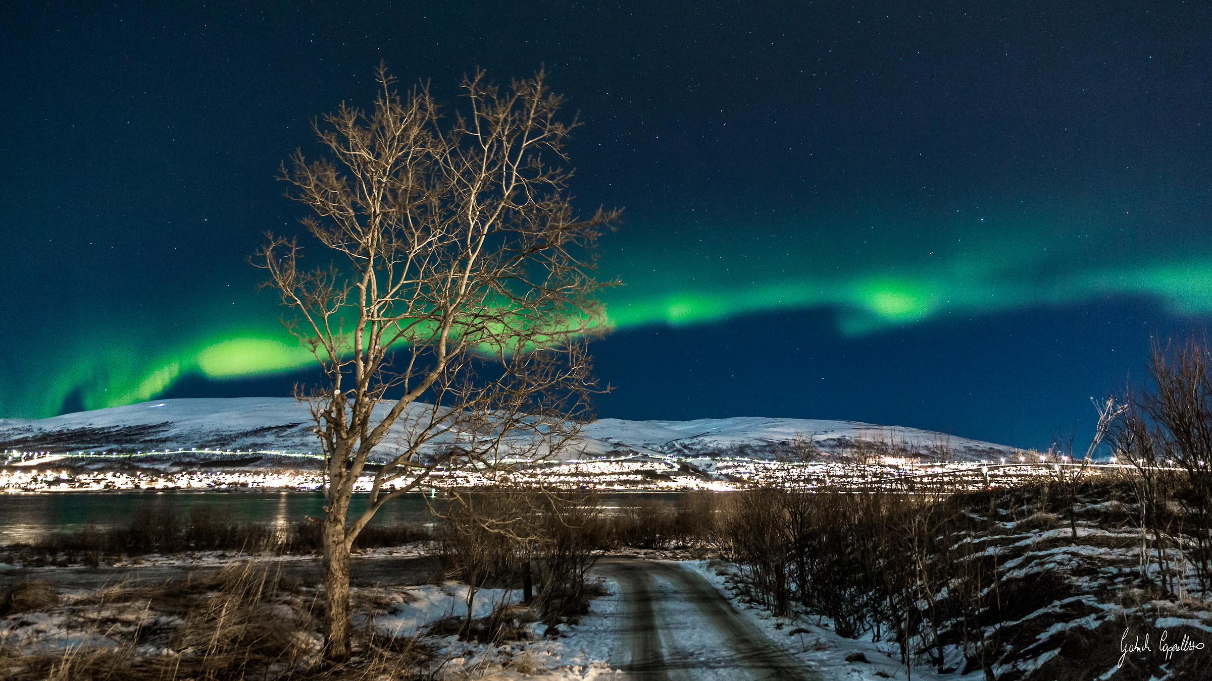 the tree that burns and never dies