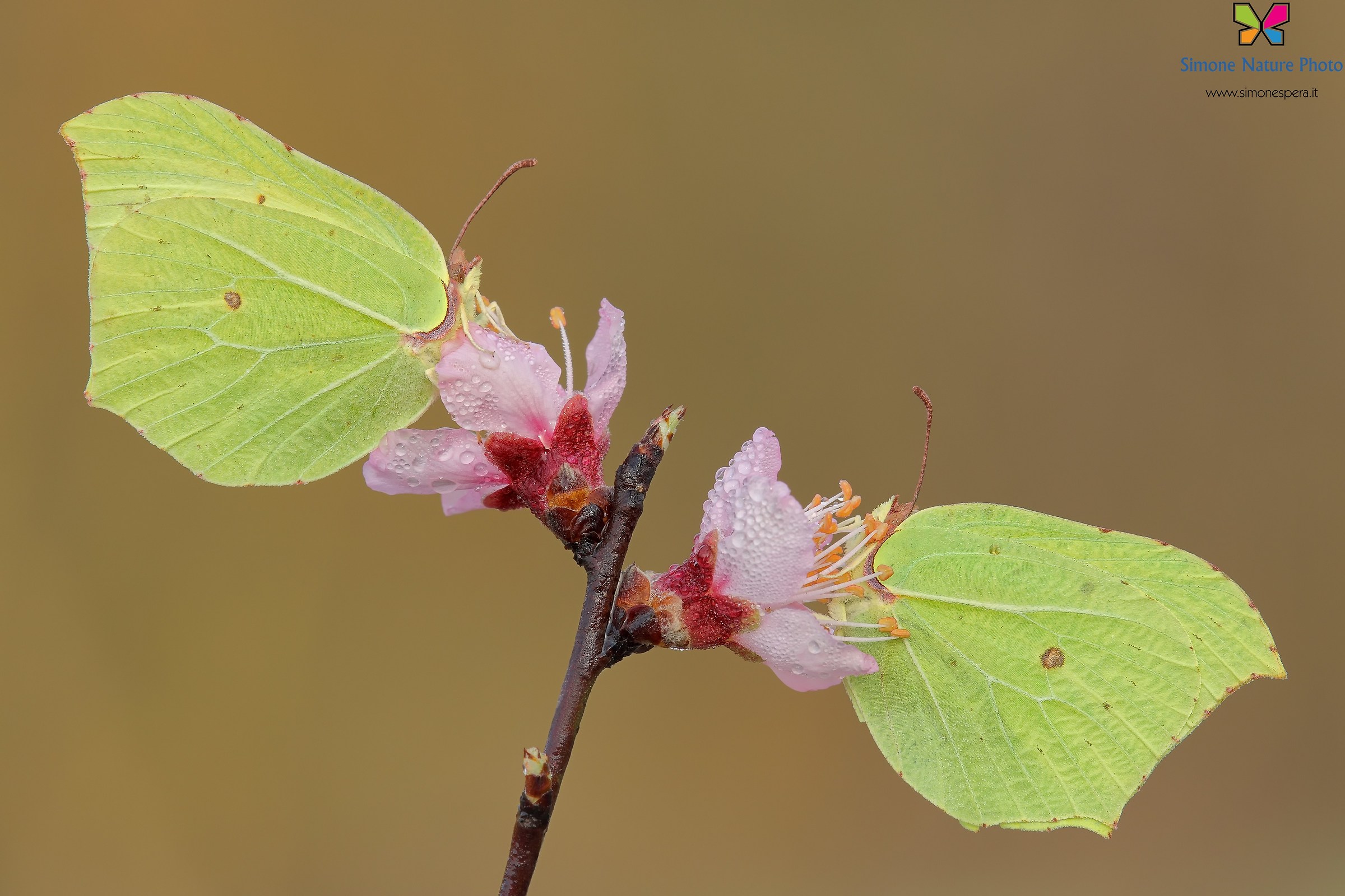 Cedronelle² 04/03/2017