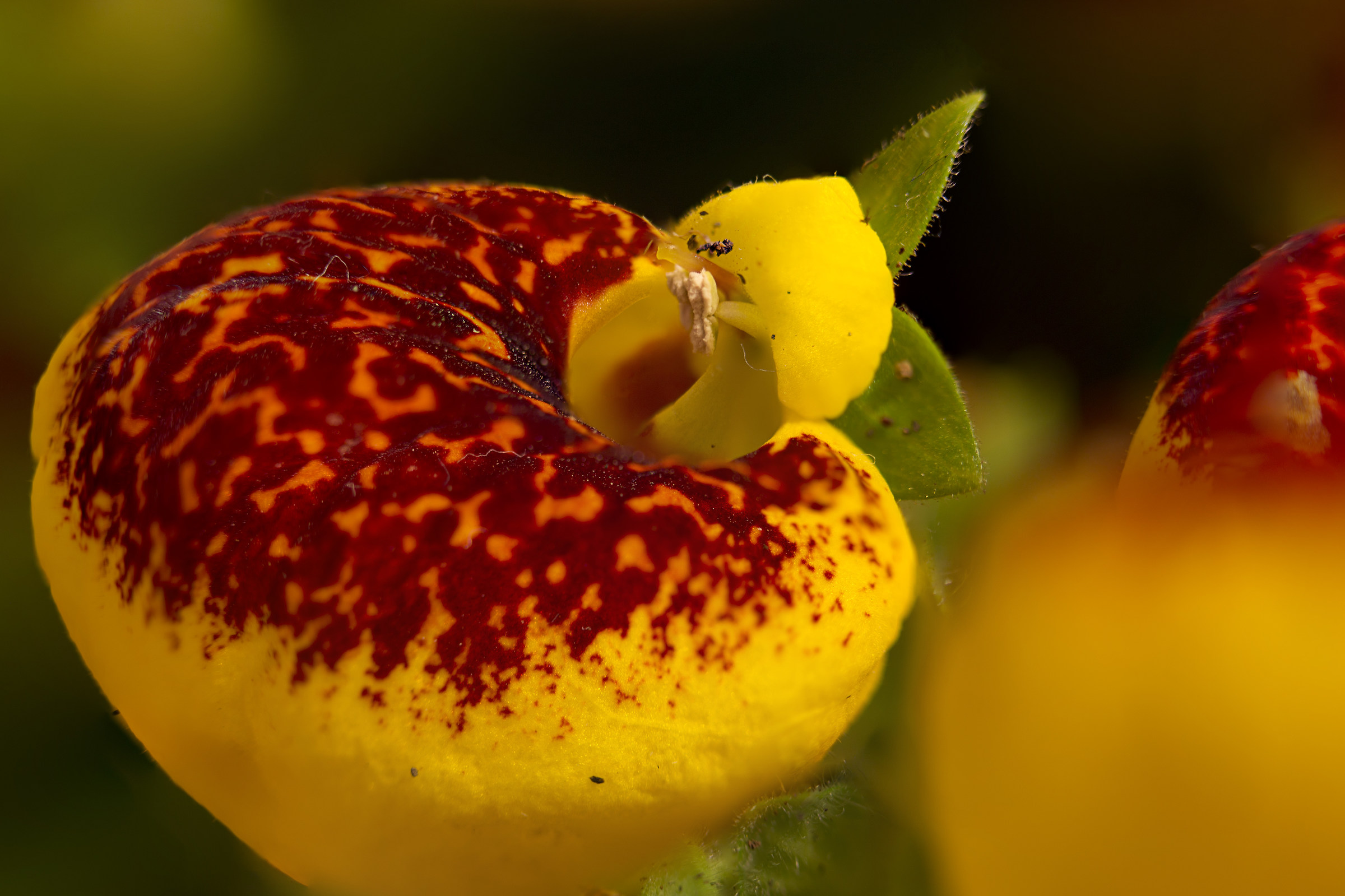Calceolaria (Scrophulariaceae)