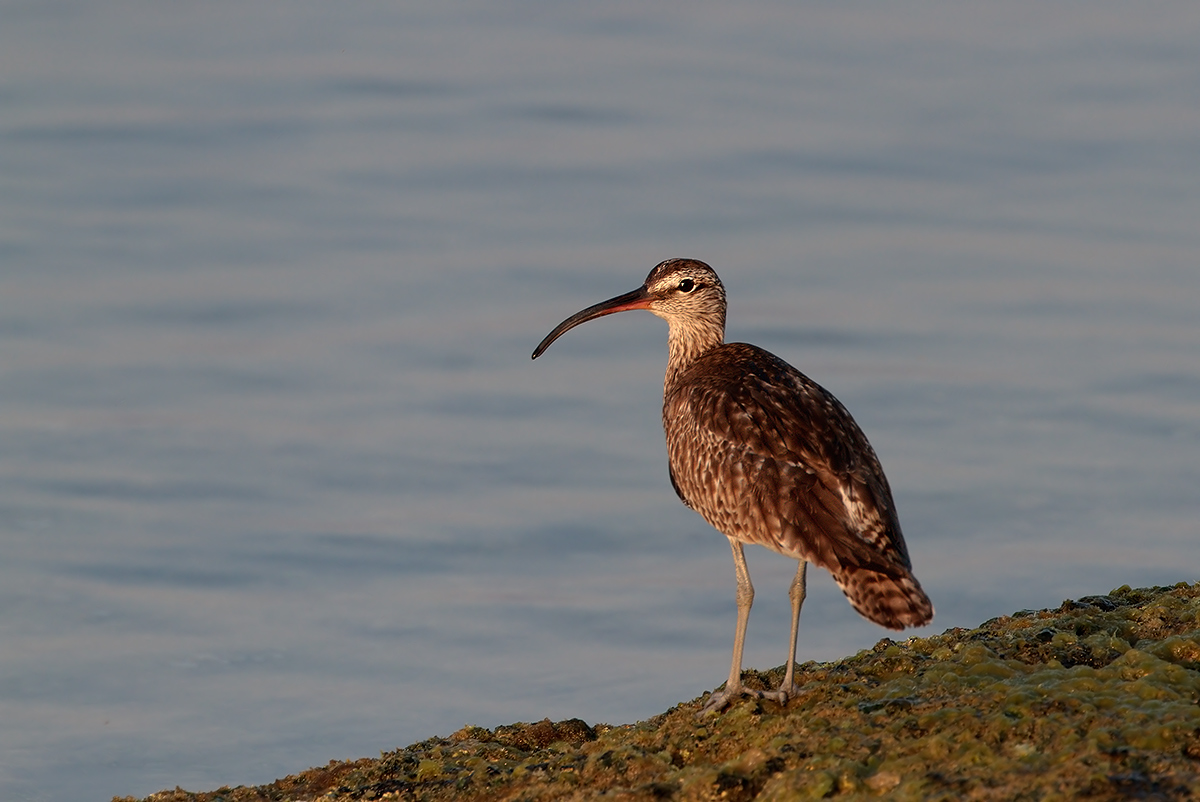Chiurlo piccolo (Numenius phaeopus) sullo scoglio