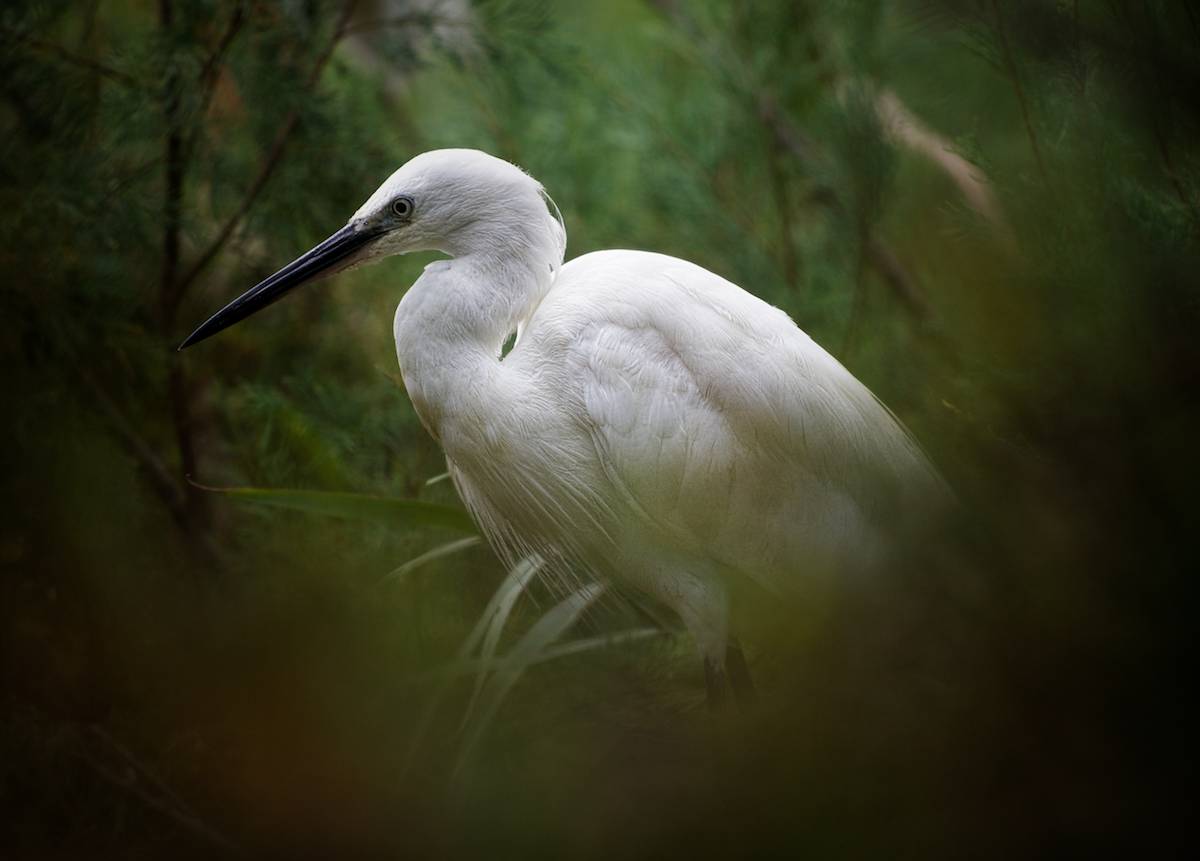 Egret