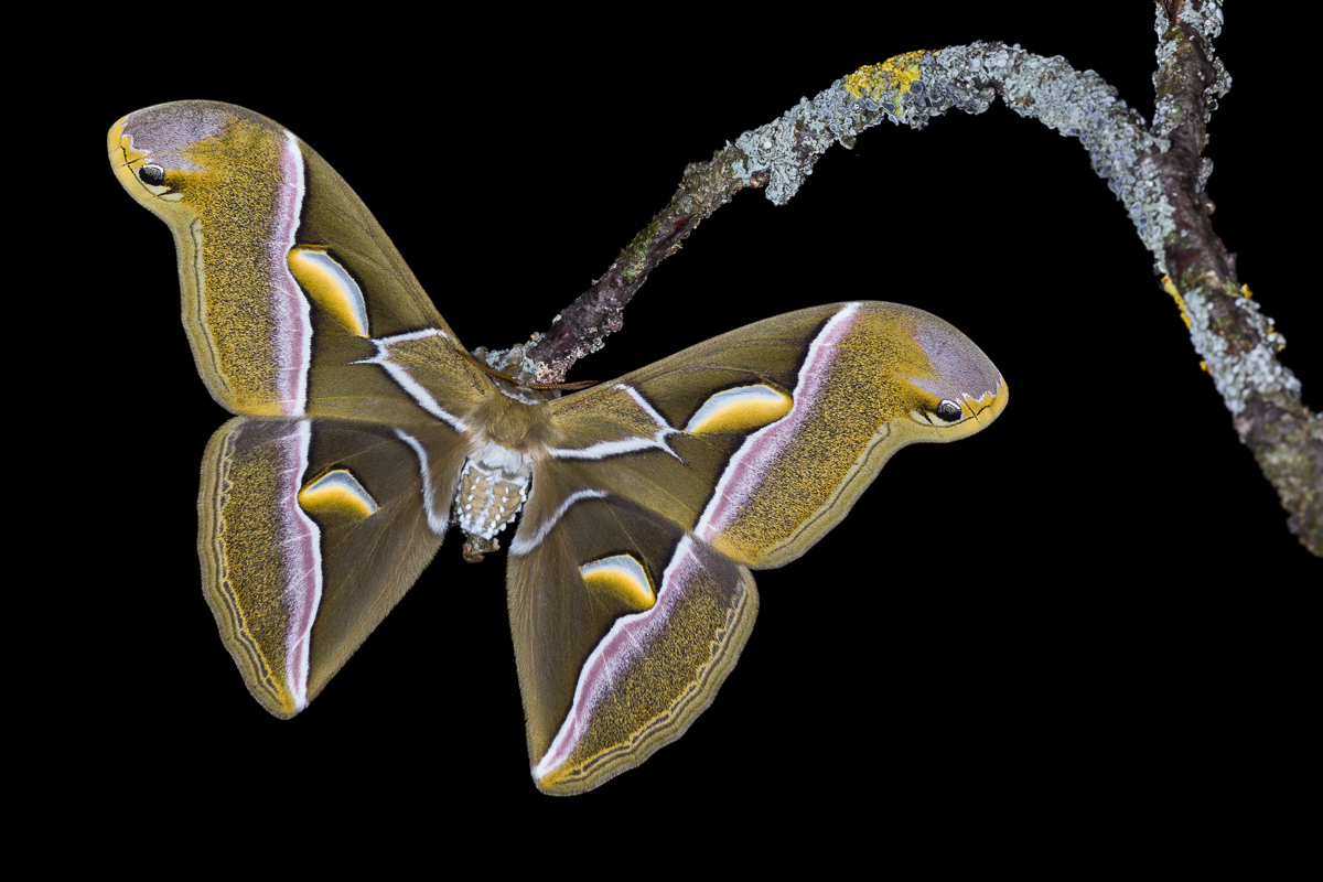 Dell'ailanto moth (Samia cynthia)