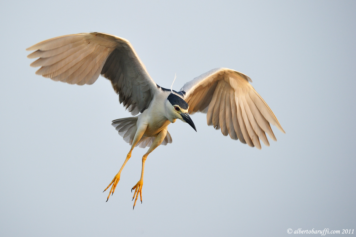 Night Heron on patrol