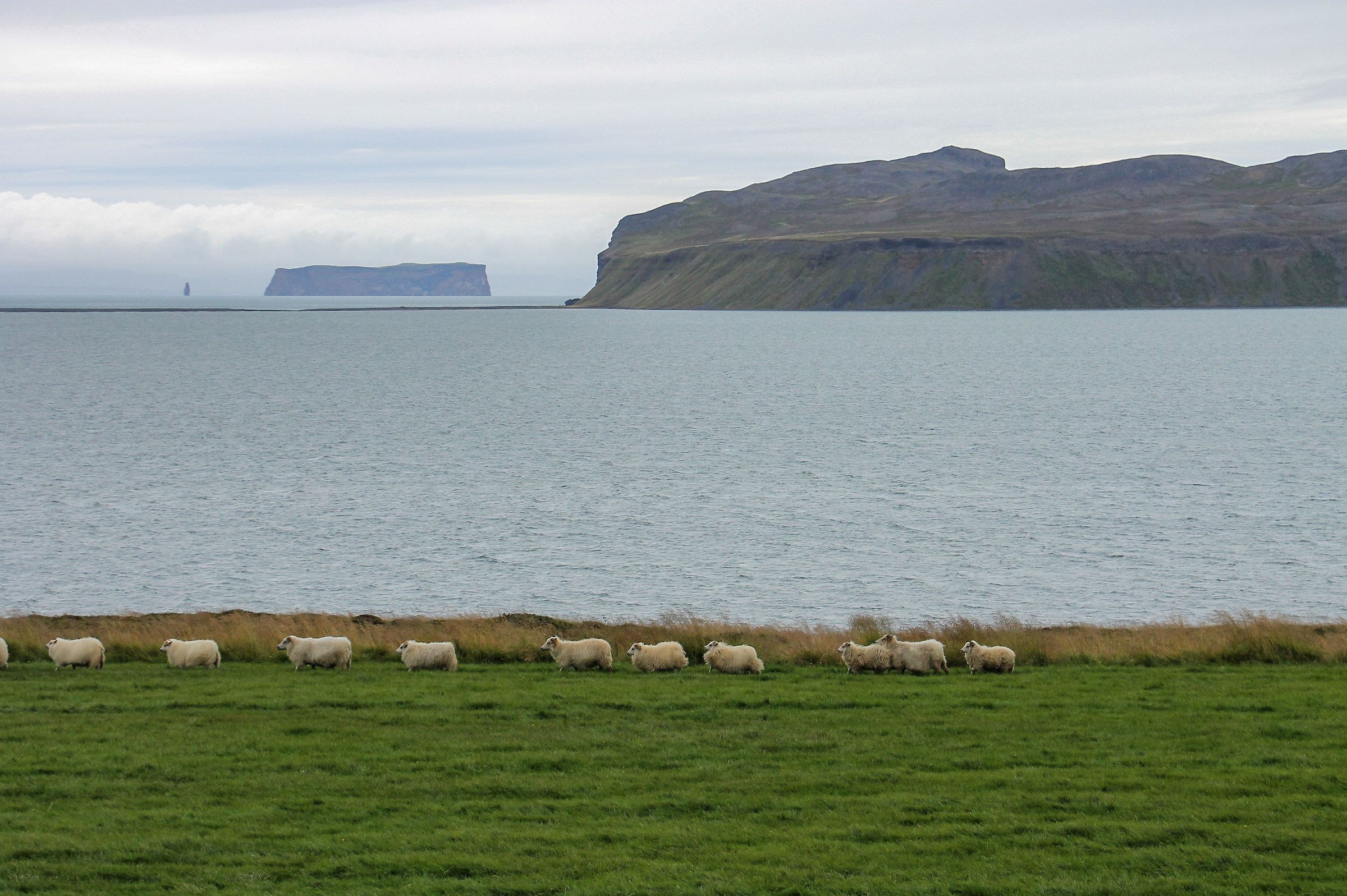 Pecoroni islandesi in fuga