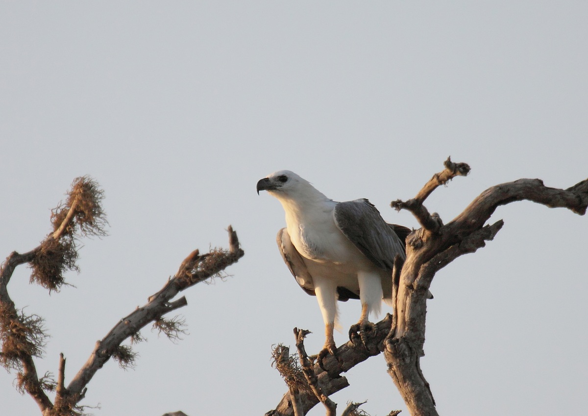 bianco ventre sea eagle