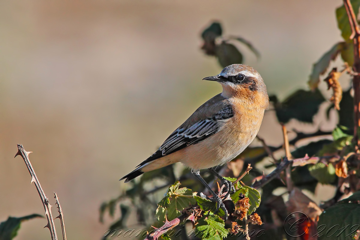 Wheatear (Oenanthe oenanthe)