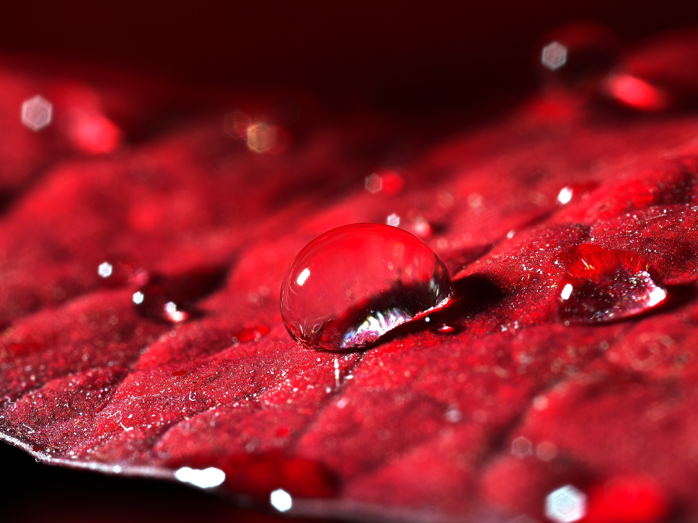 Drop on last leaf Christmas star ...