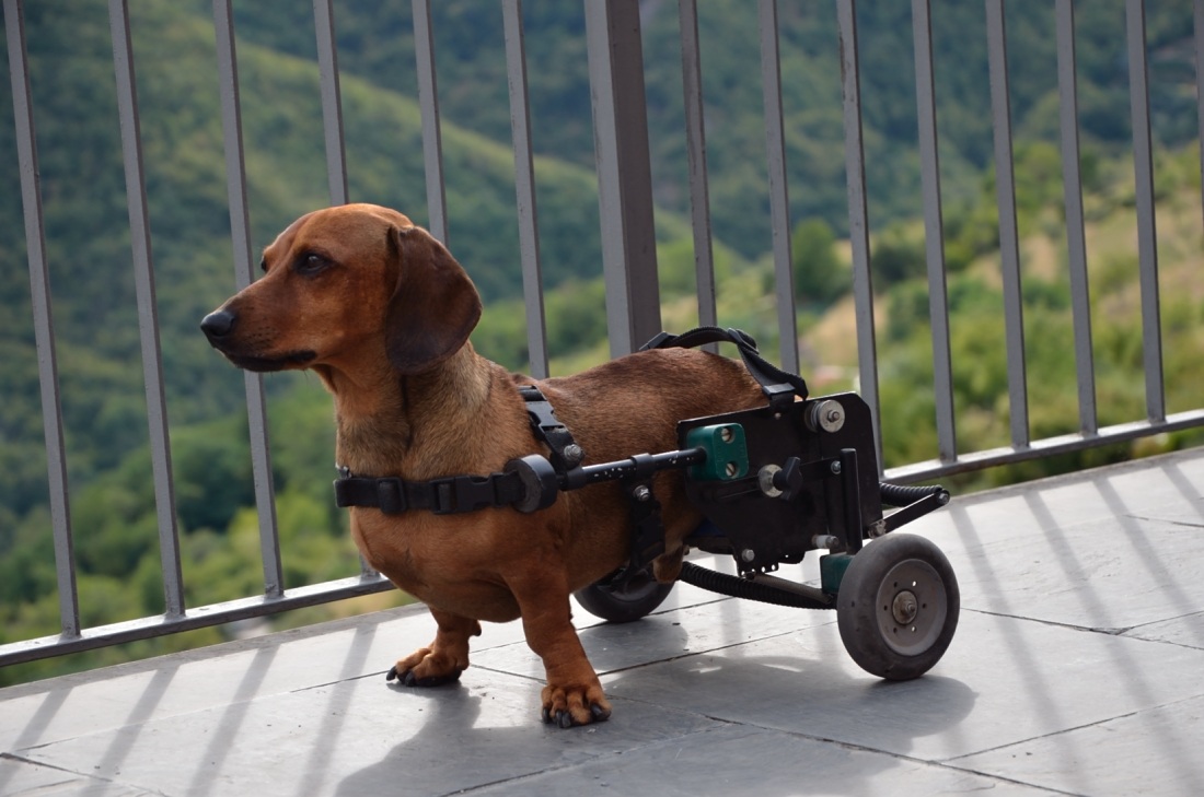 Sansone il cagnolino più forte del mondo...