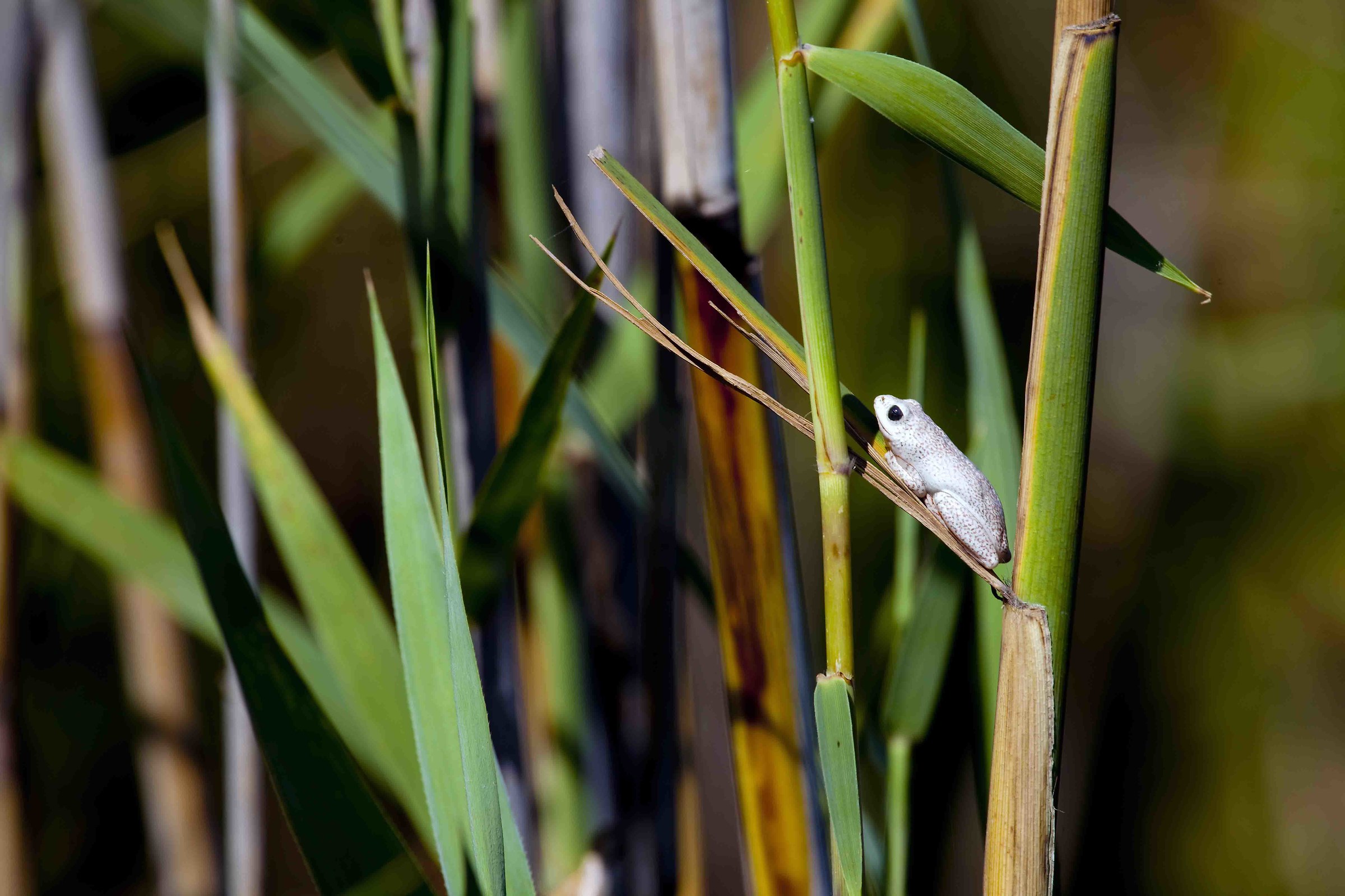 Among the reeds