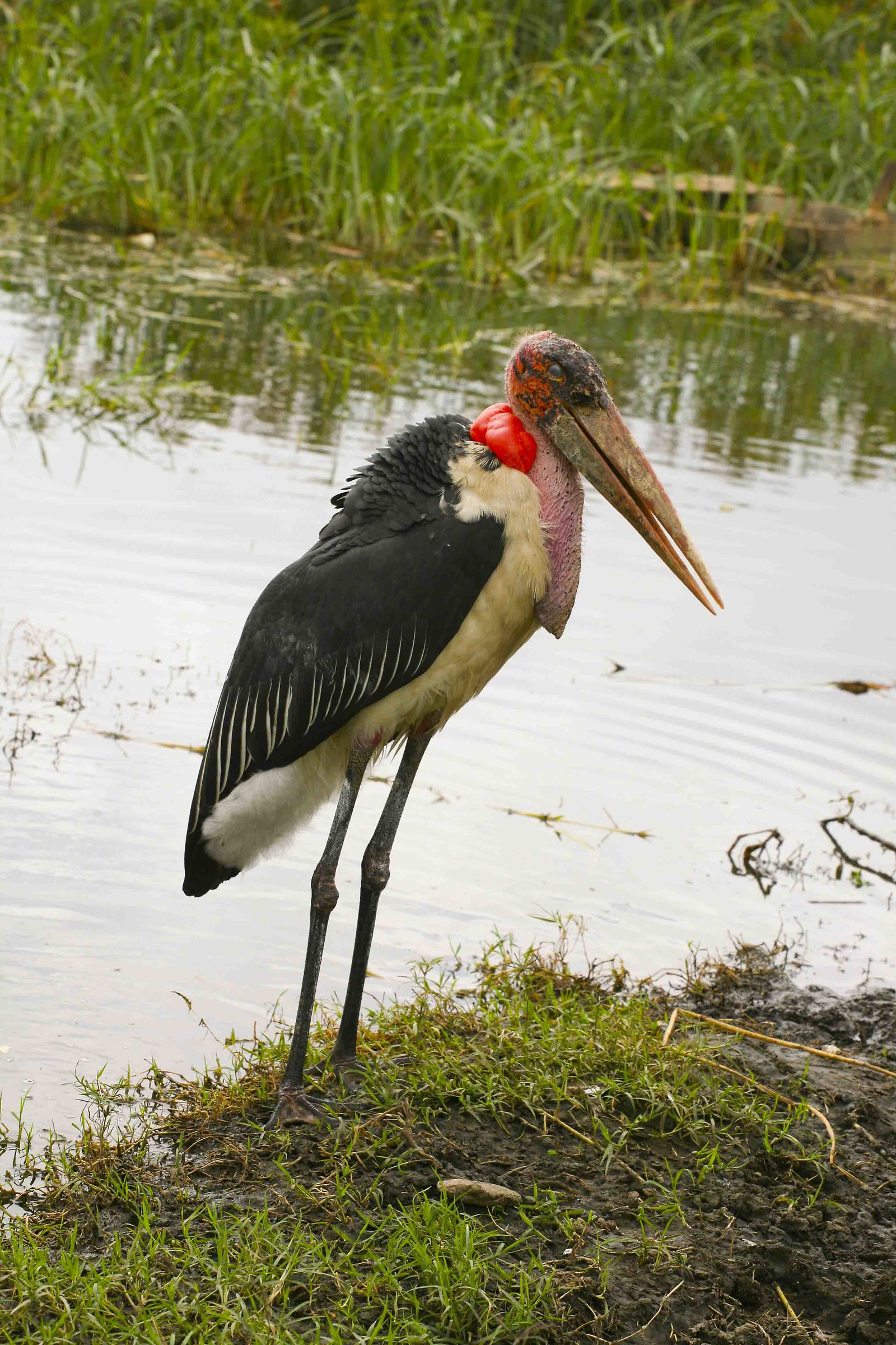 Marabu 'Africa - Ethiopia