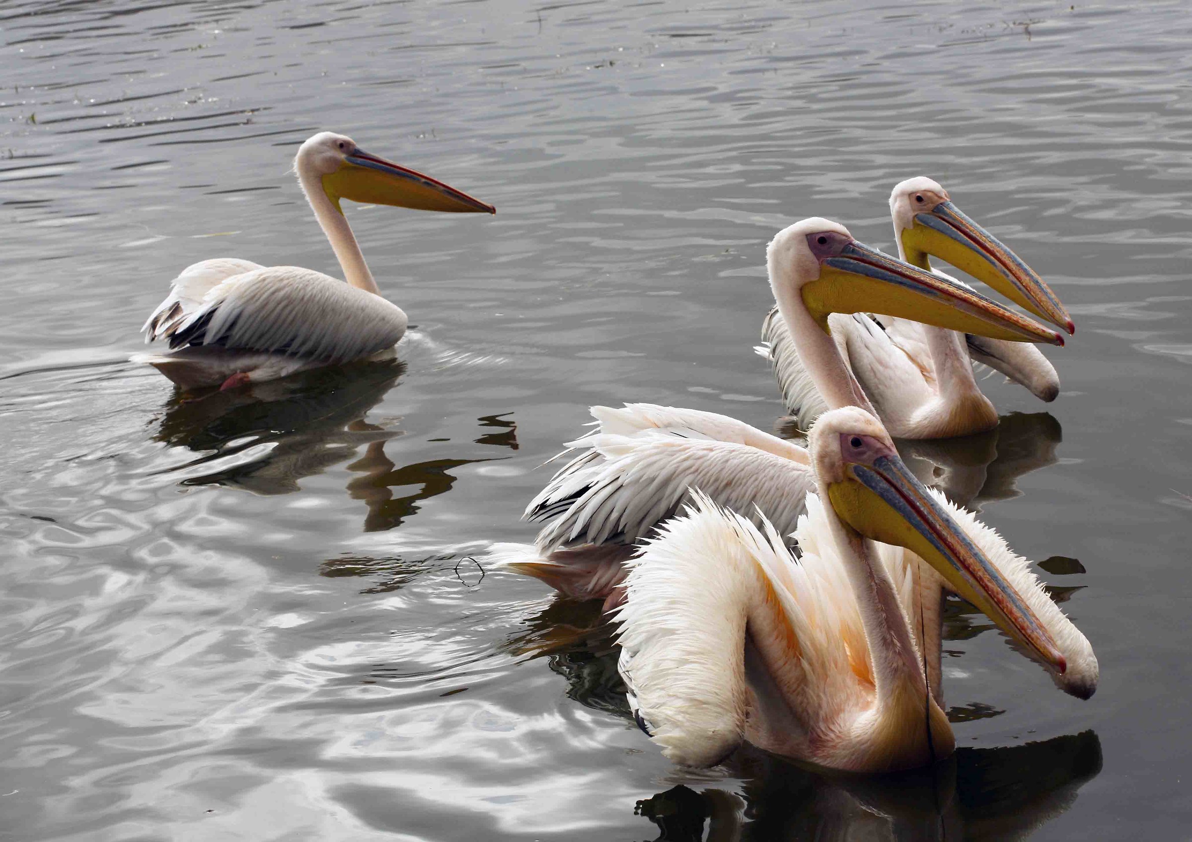 Pelicans in Ethiopia