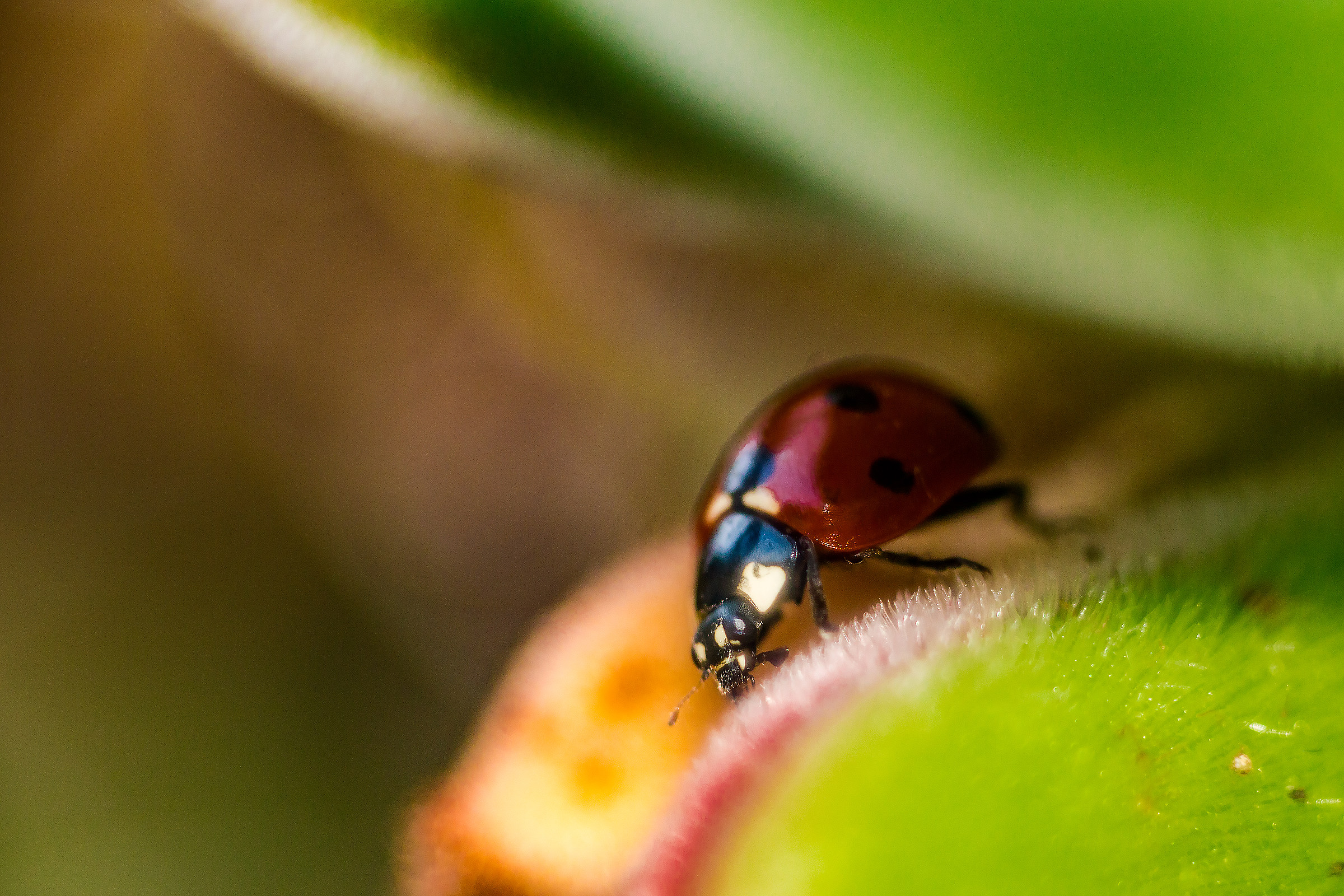 Coccinella metallizzata