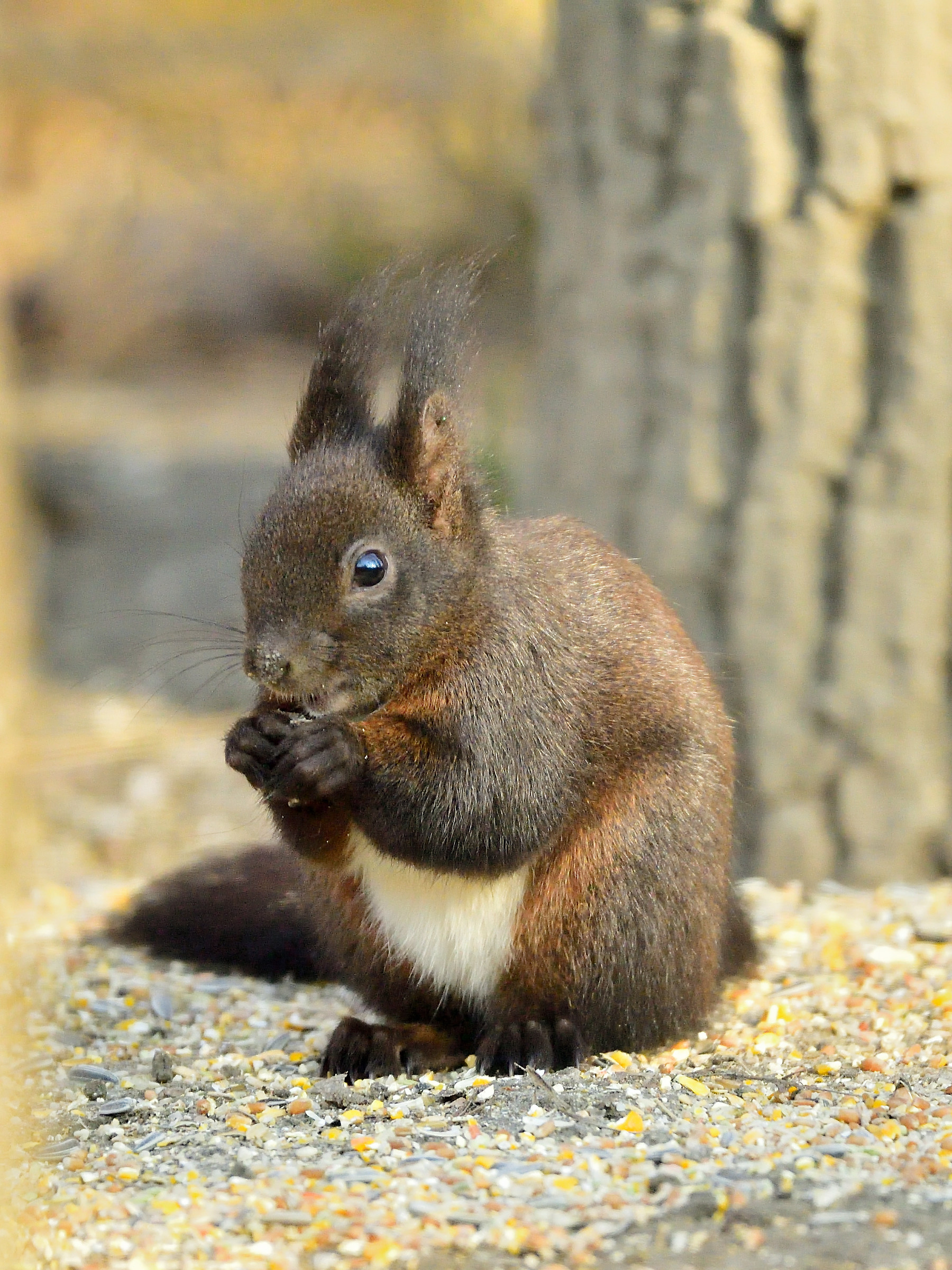 plain squirrel