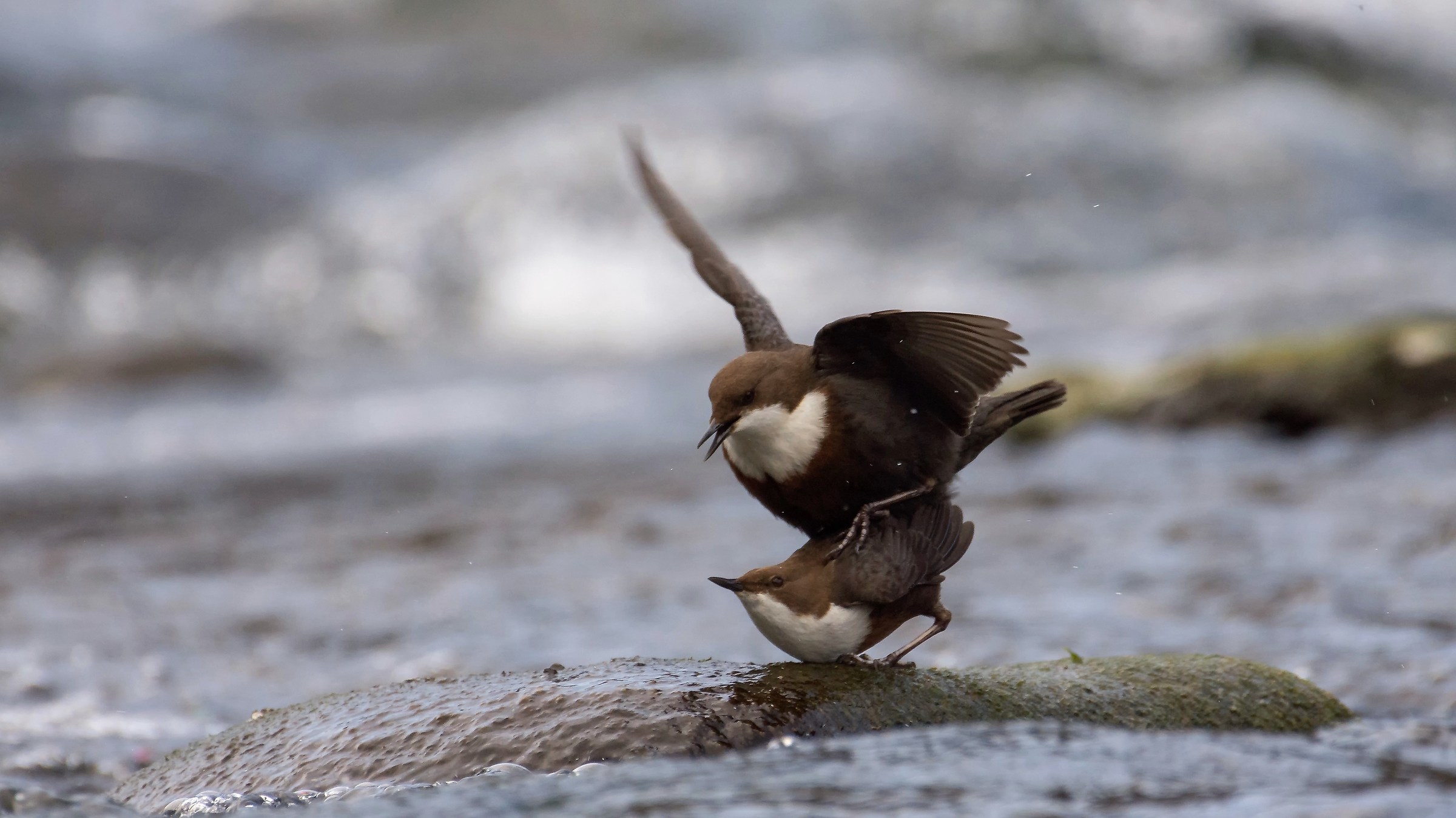 Tightrope ...... essential phase ....