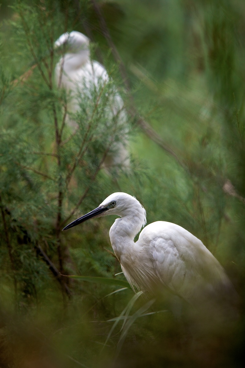 egrets