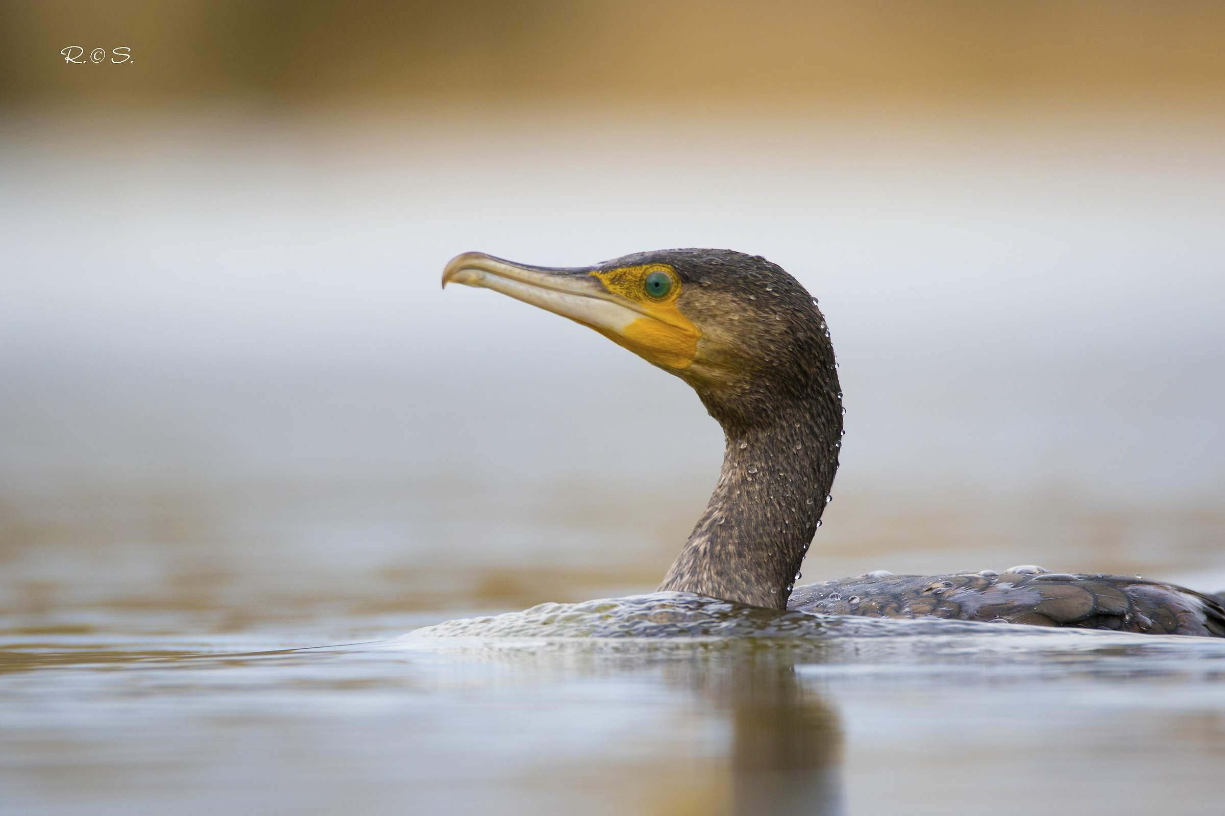 Cormorant