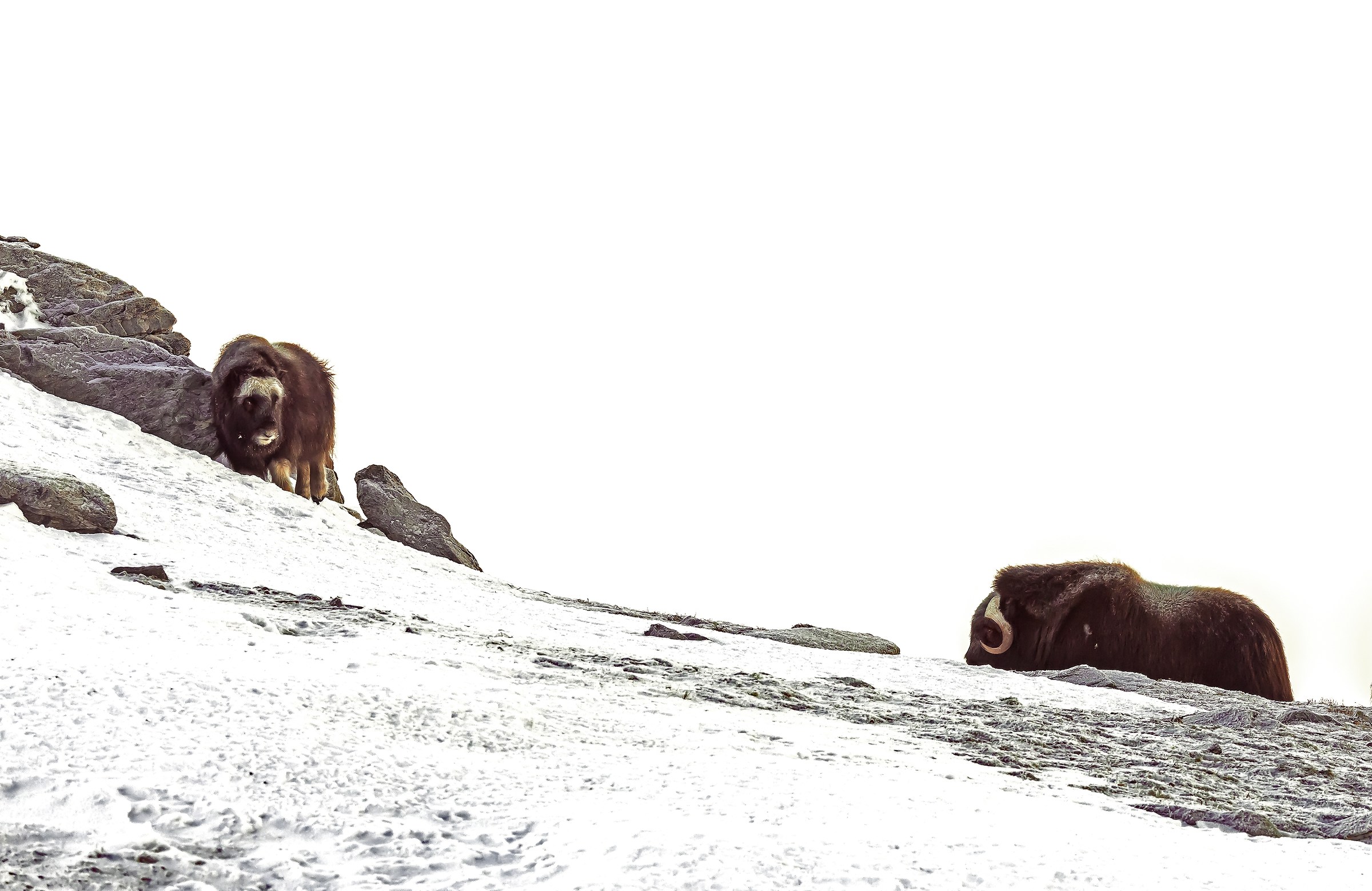 Dovrefjell 2017 - Musk ox, tra la nebbia e il gelo