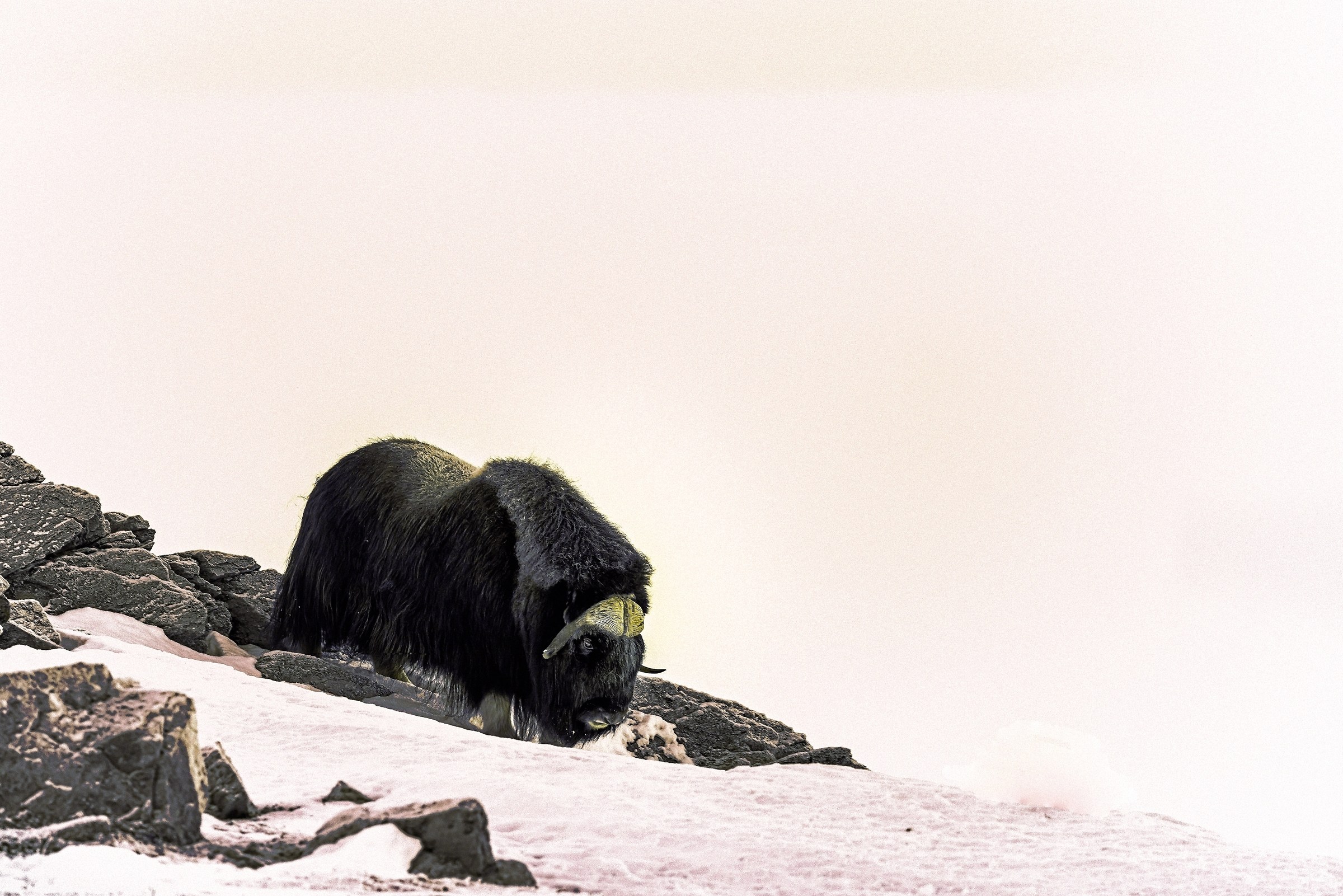 Dovrefjell 2017 - Musk ox, tra la nebbia e il gelo