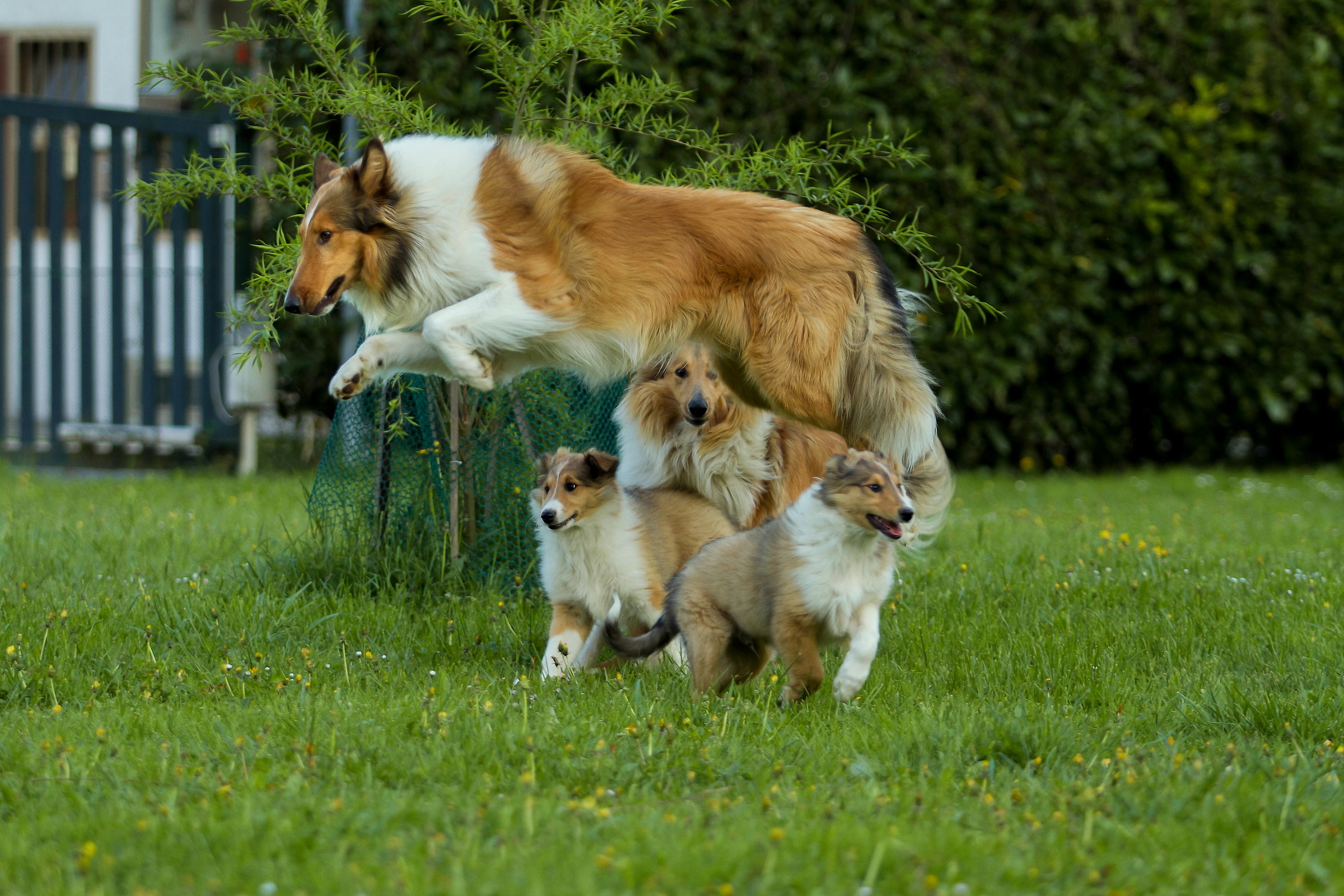 Today we play jumps puppies