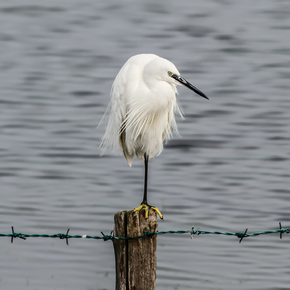 egret