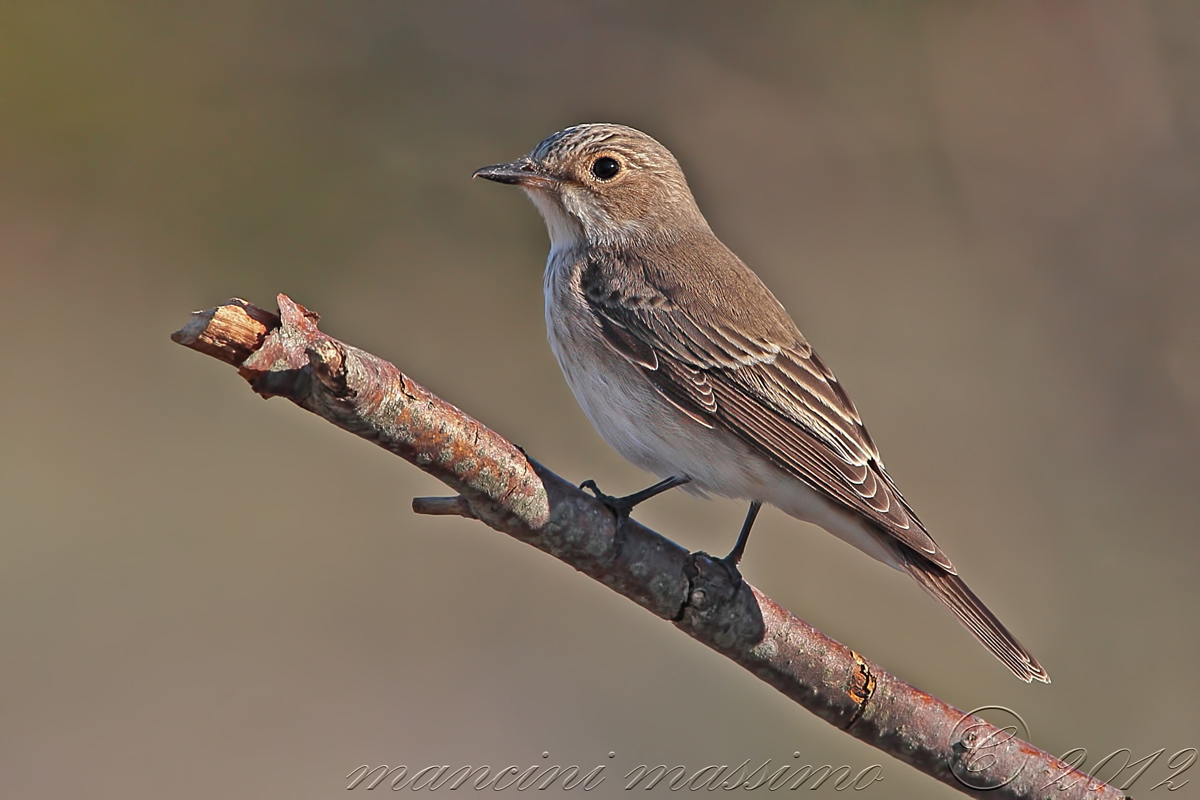 Pigliamosche (Muscicapa striata)