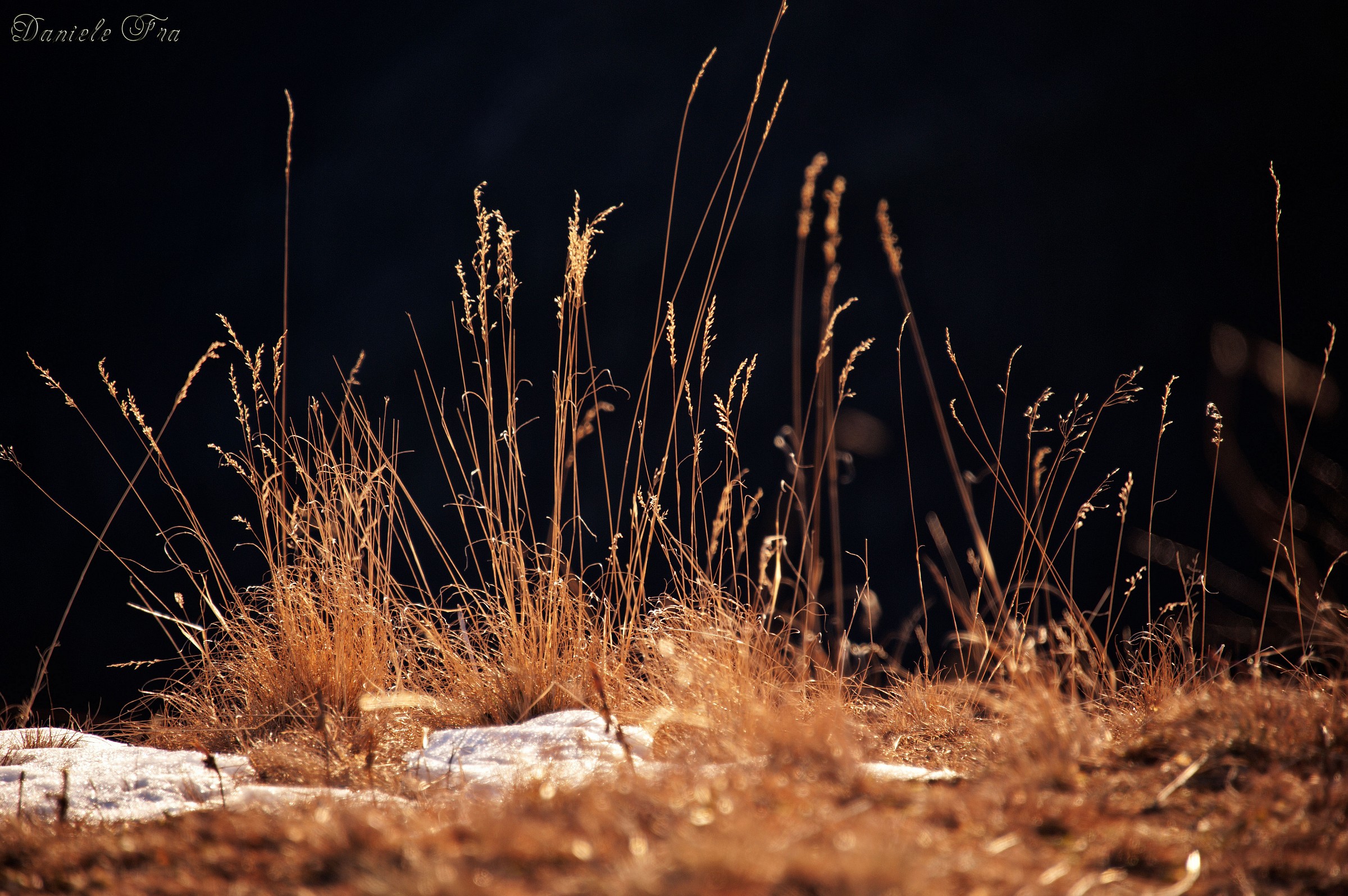 Blades of grass at sunset