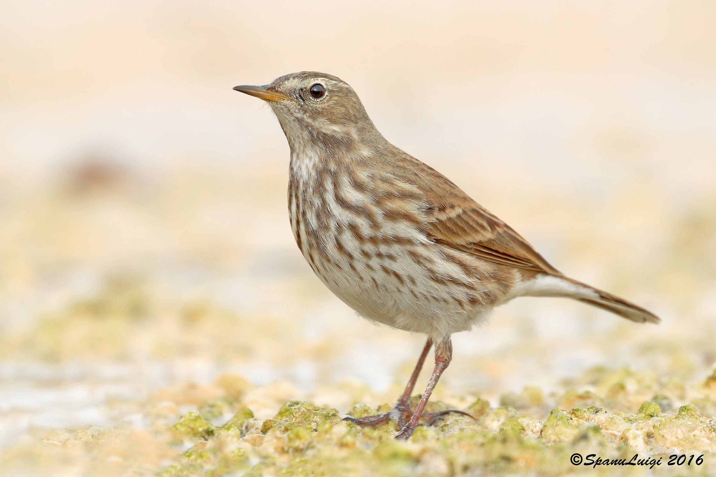 Pipit