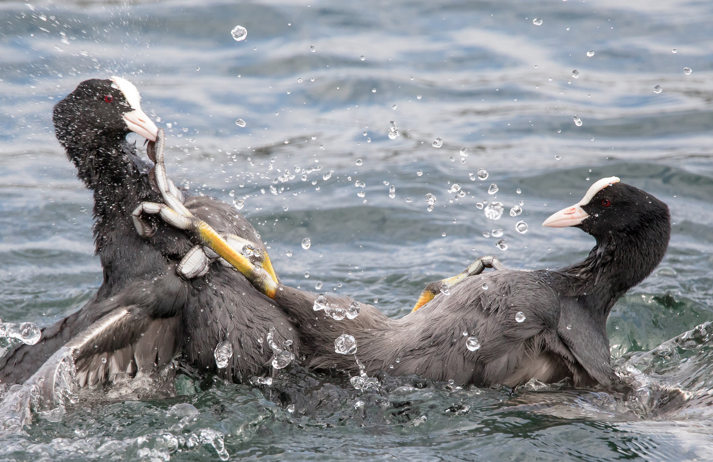 Senza esclusione di colpi!:) 1