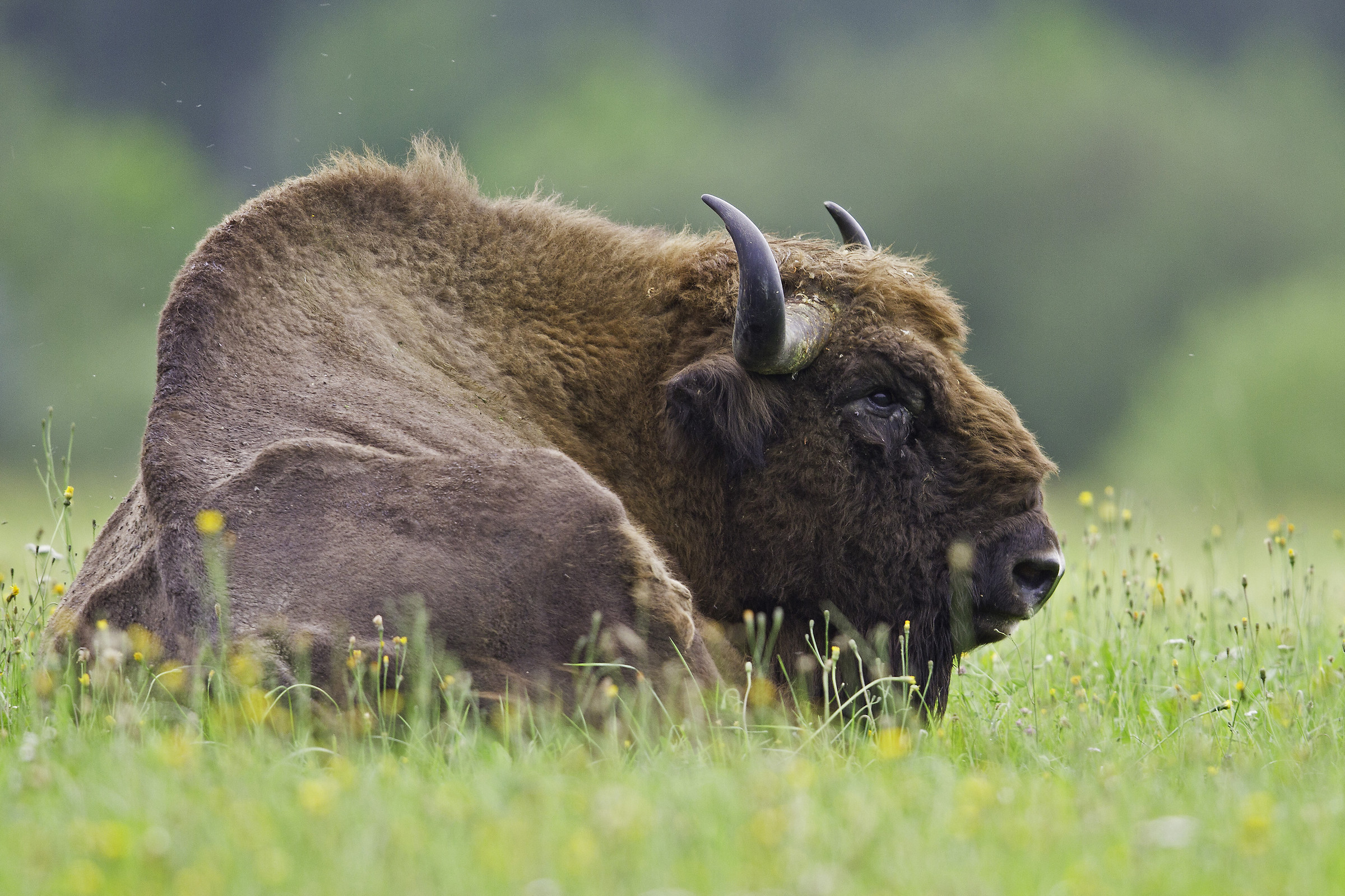 Bison bonasus
