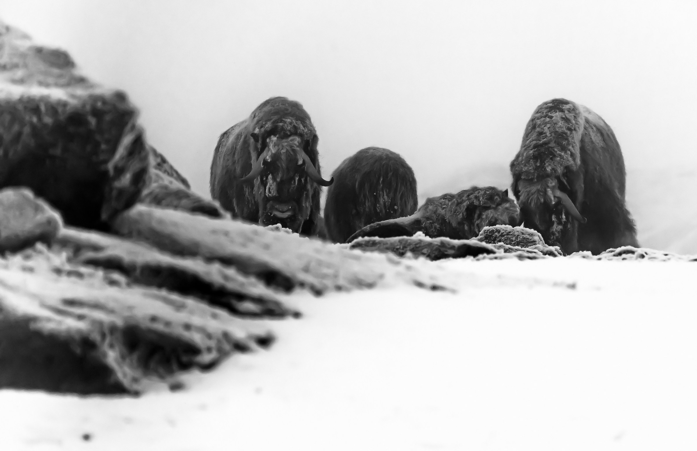 Dovrefjell 2017 - Musk ox, tra la nebbia e il gelo