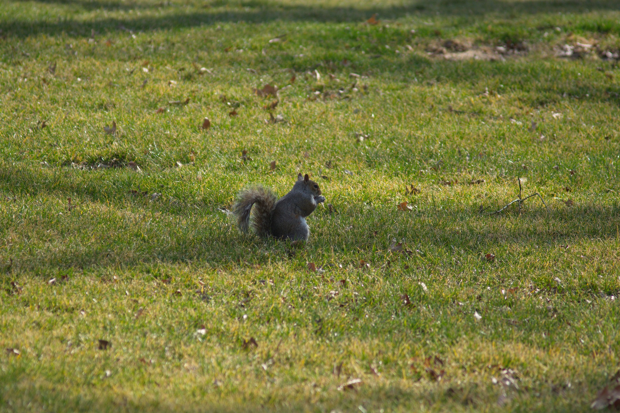 Squirrel in Central Park