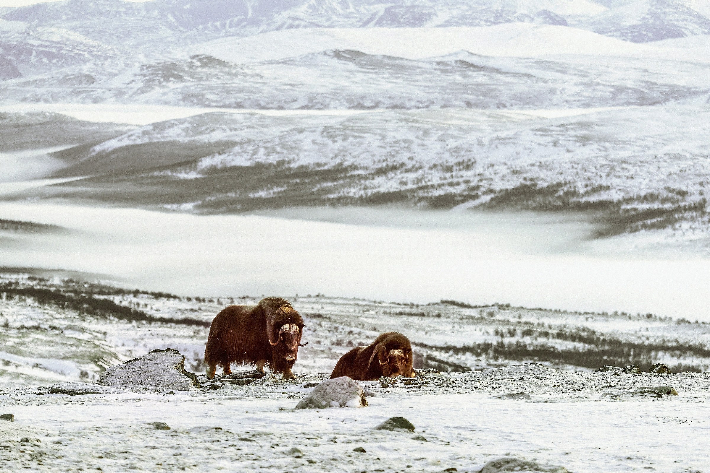 Dovrefjell 2017 - Musk ox, tra la nebbia e il gelo