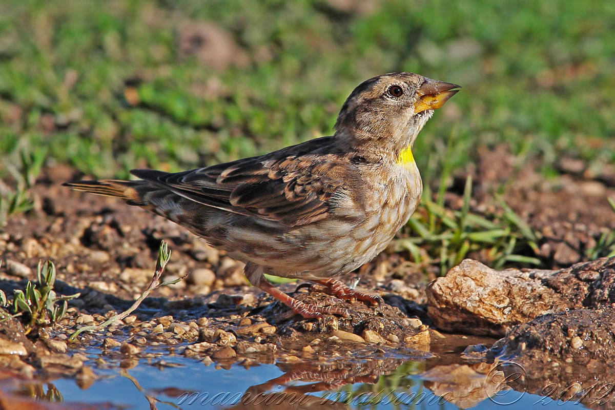 Passera lagia (Petronia petronia)