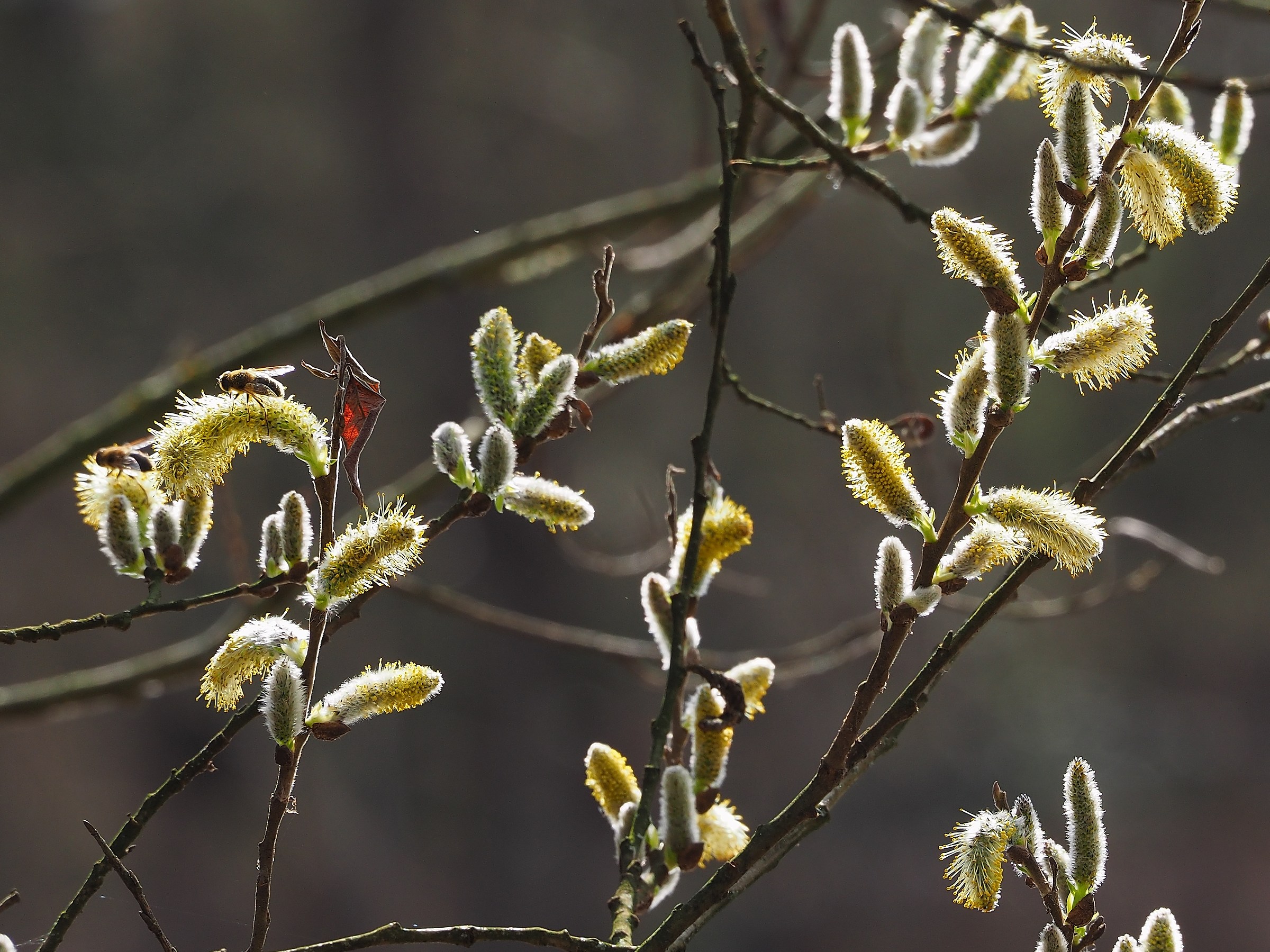 Primi  segni primaverili
