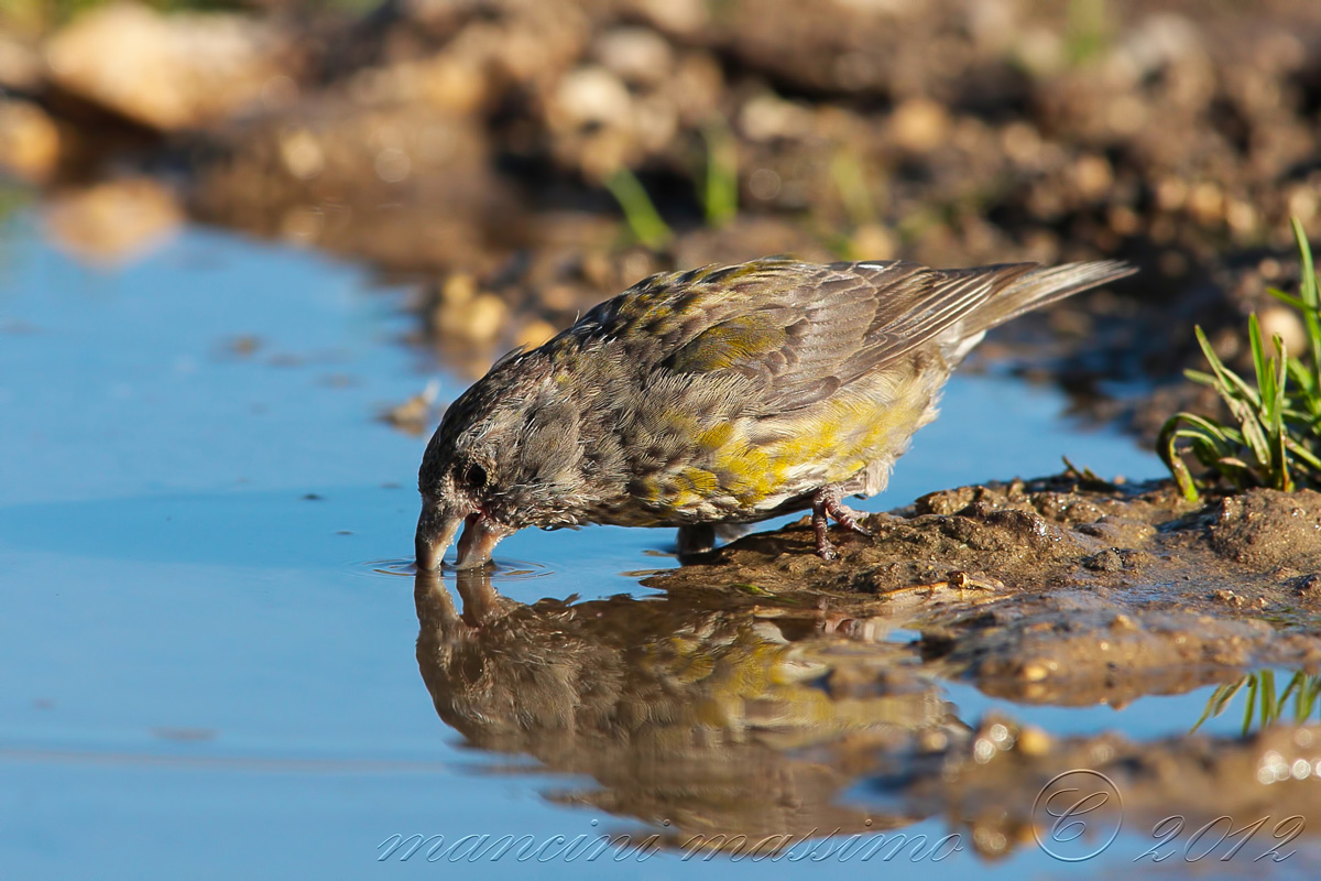 Cruises forest (Loxia pytyopsittacus)