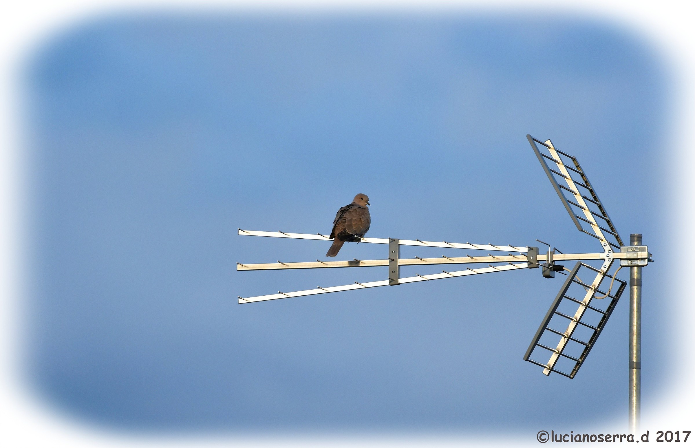 Invece di fotografare me... vai a guardare la tv...