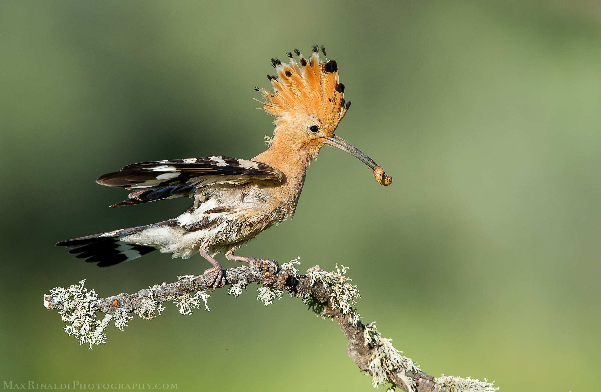 The beauty Hoopoe