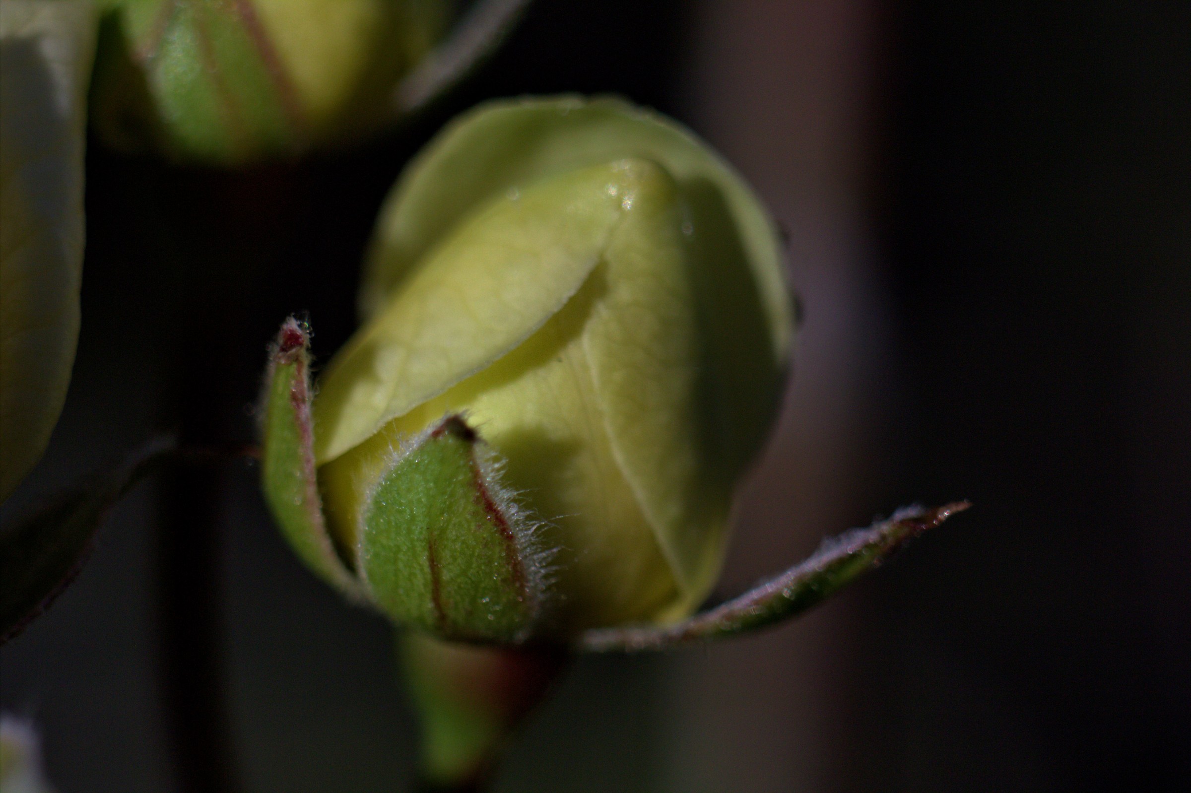 yellow bud