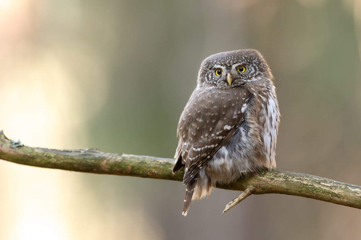 Pigmy owl