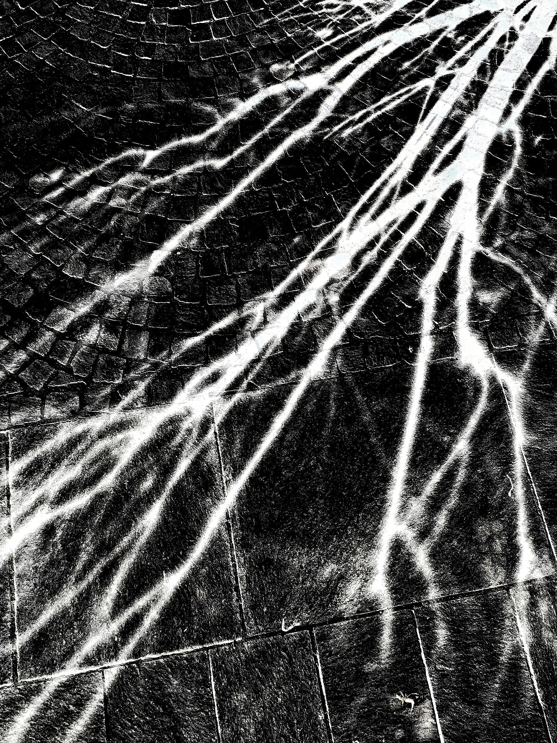 Rami su selciato.....