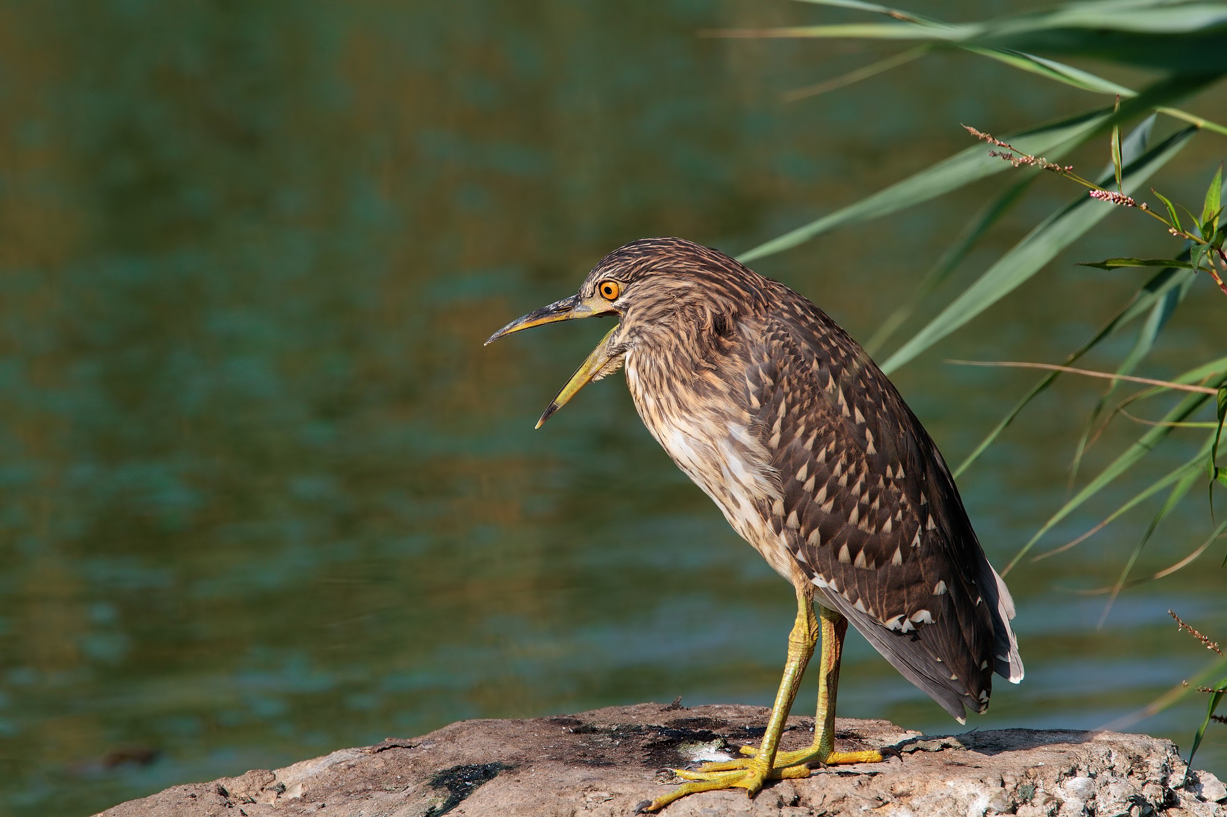 young night heron