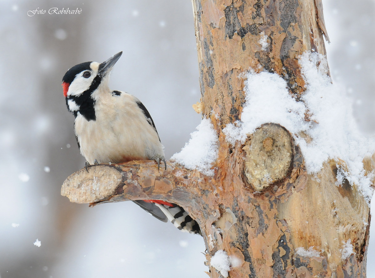 Picchio rosso maggiore...